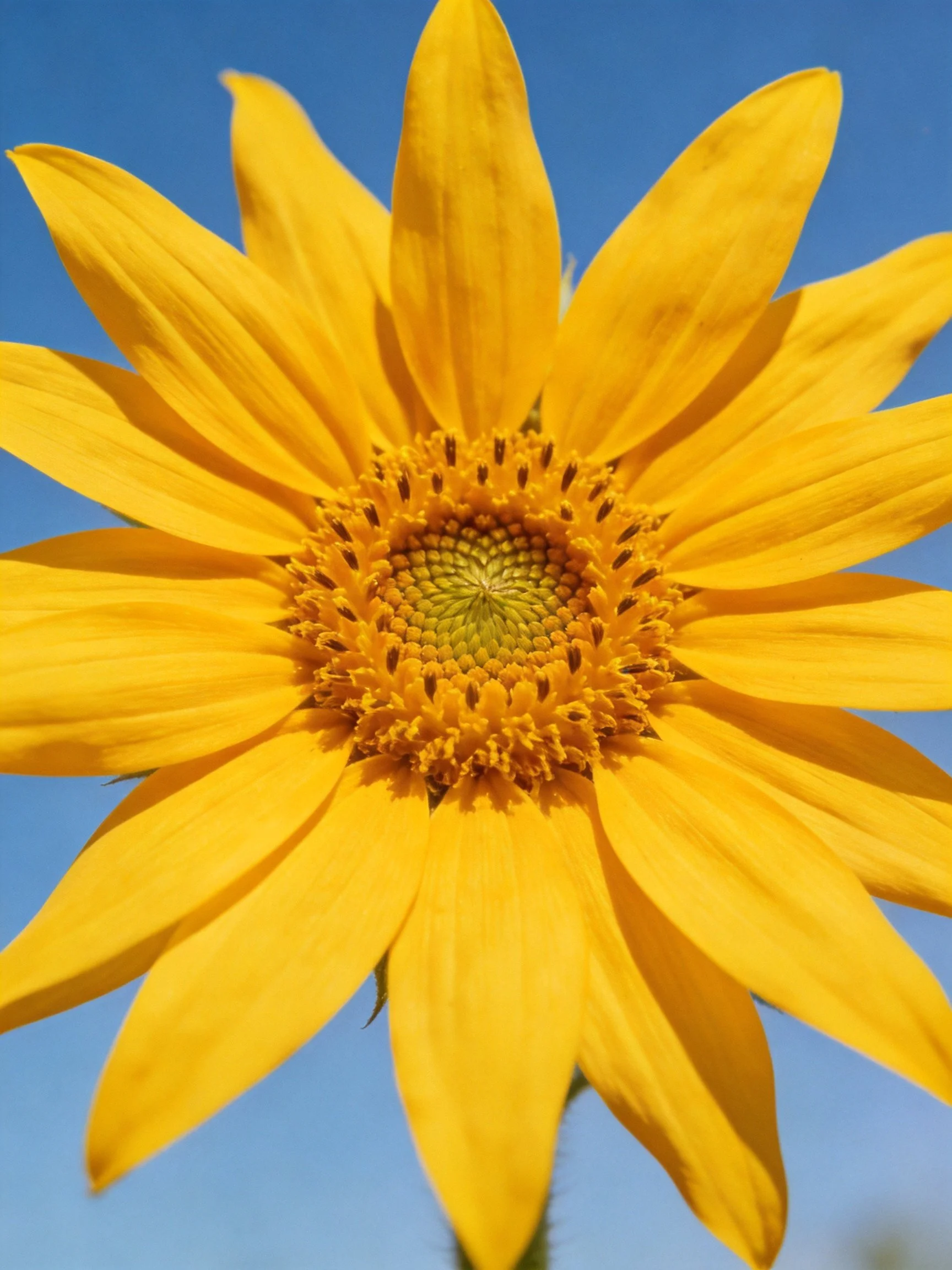Bright yellow sunflower with detailed central disk