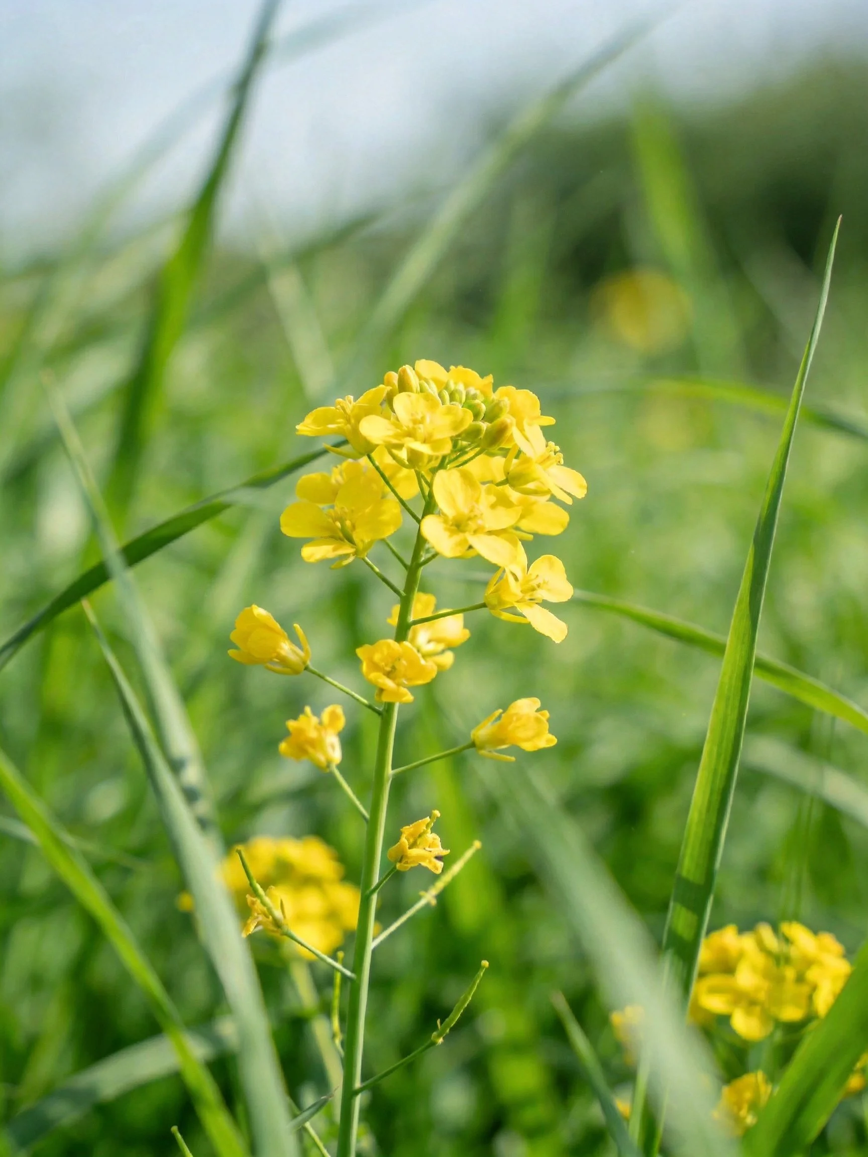 Bright yellow wildflowers cluster amid tall green grasses