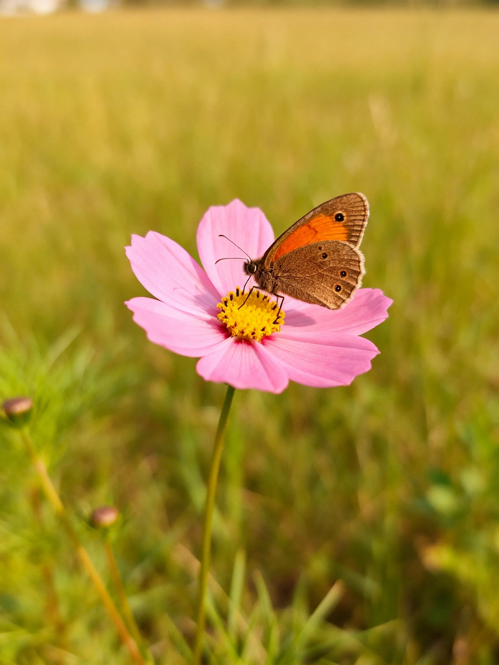 Brown butterfly perched on pink cosmos flower in green meadow