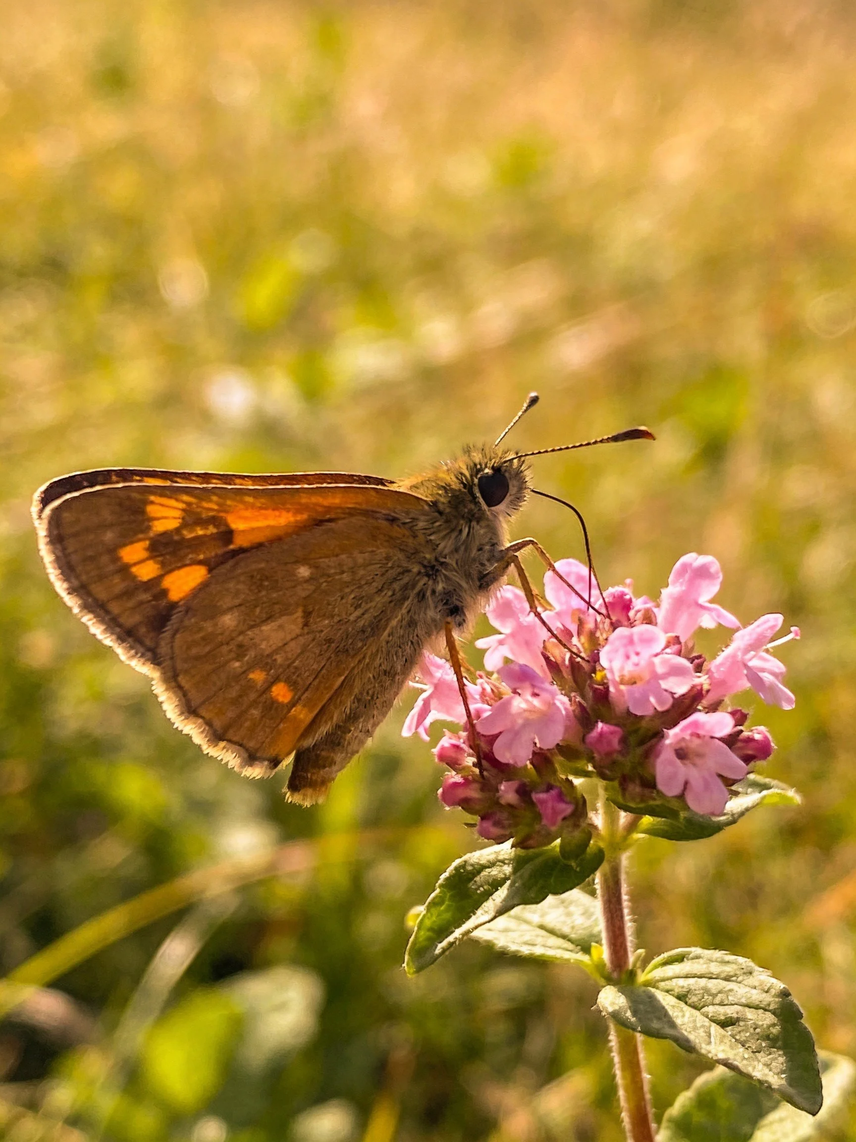 Brown butterfly with orange wing patches on pink blooms