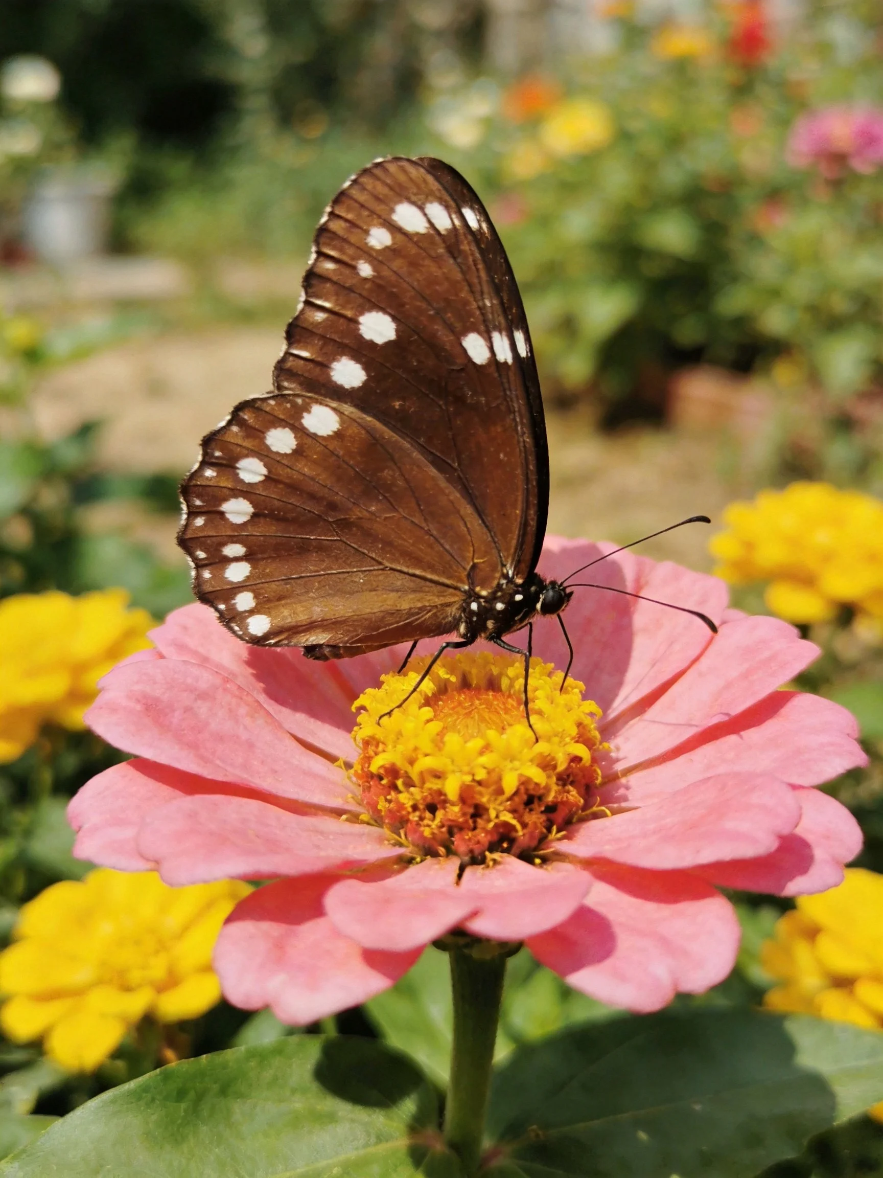 Brown butterfly with white spots on pink zinnia amid yellow blooms
