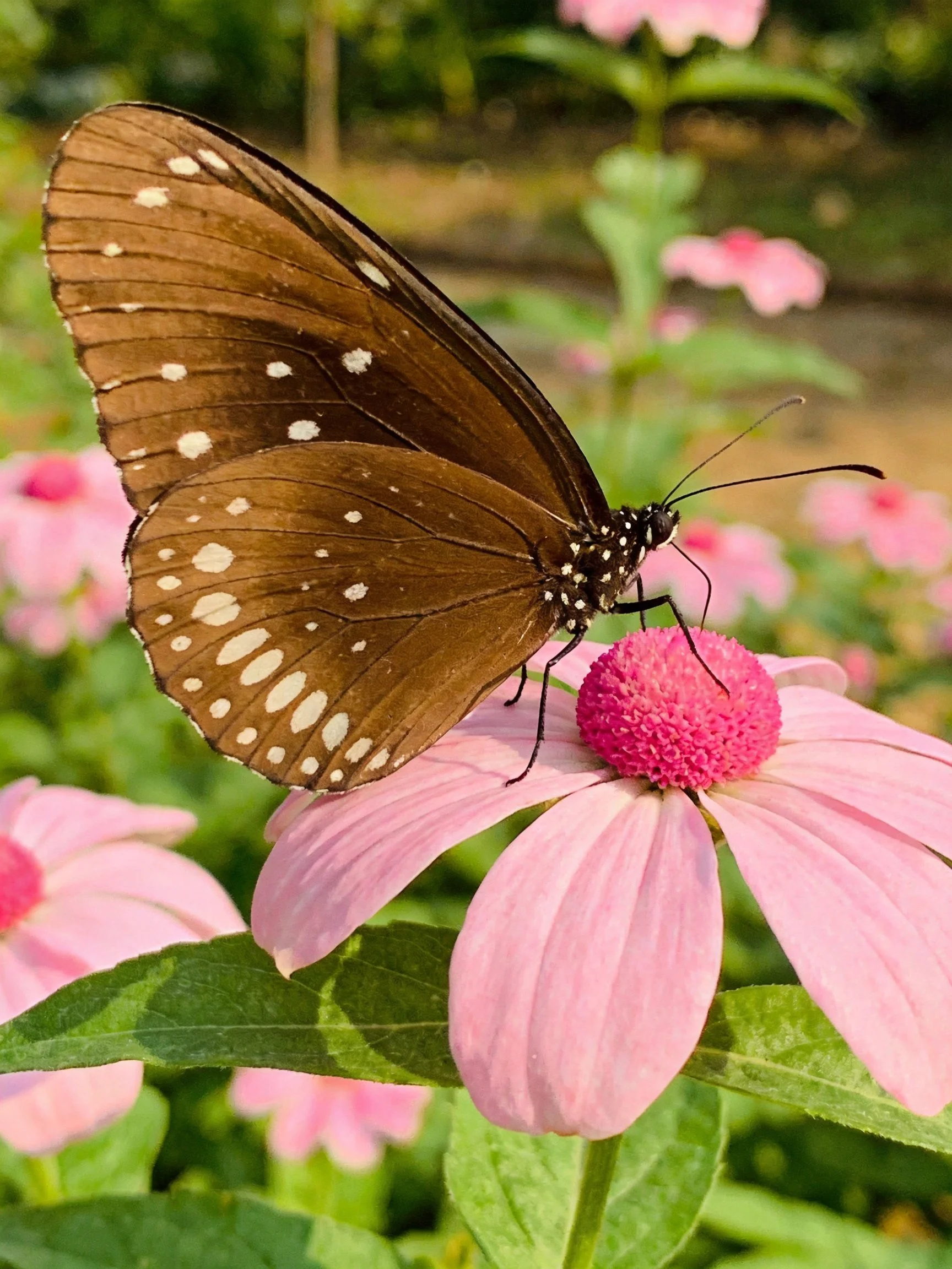 Brown butterfly with white spots perched on a pink flower