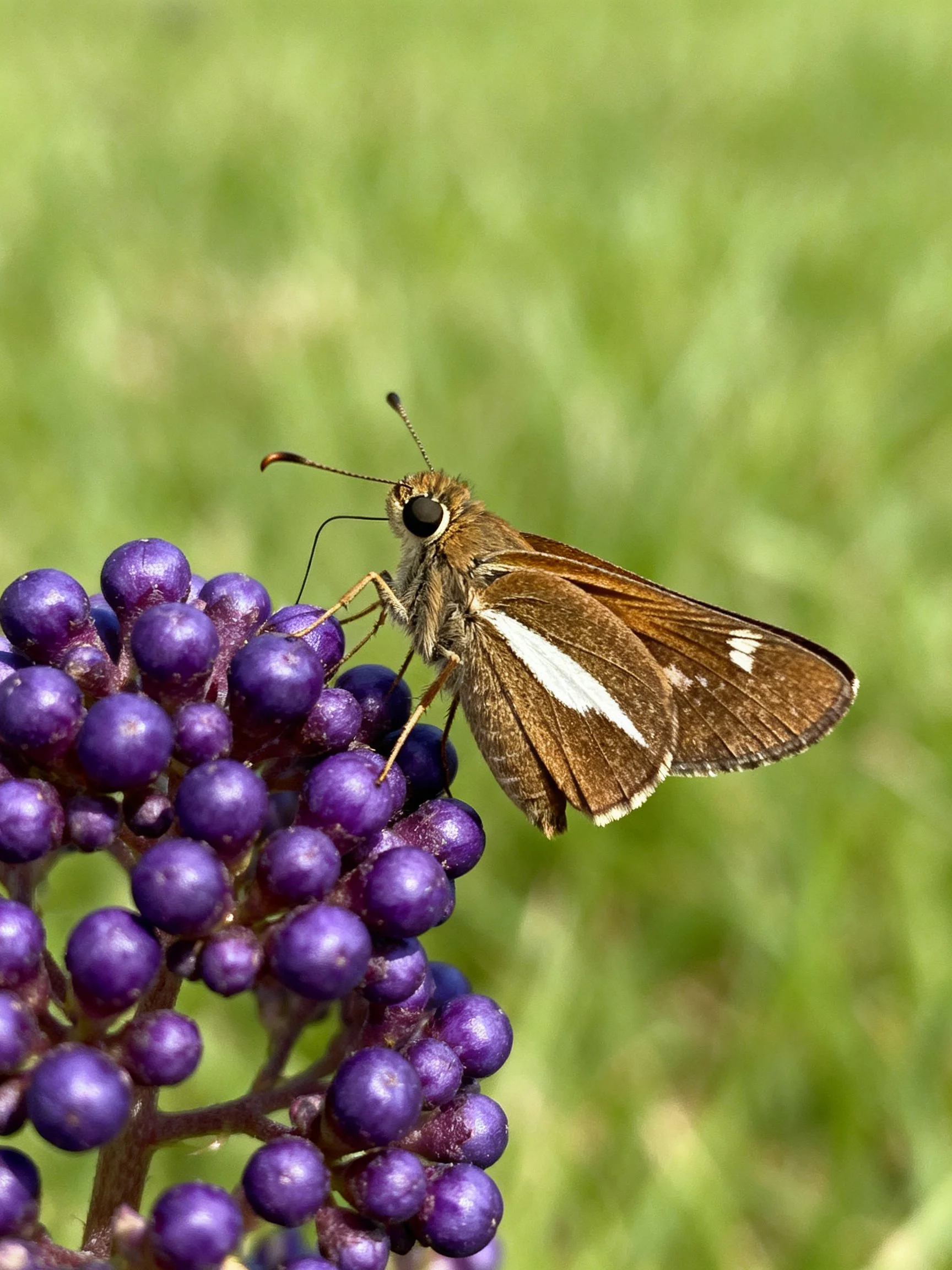 Brown butterfly with white wing stripe on purple berries