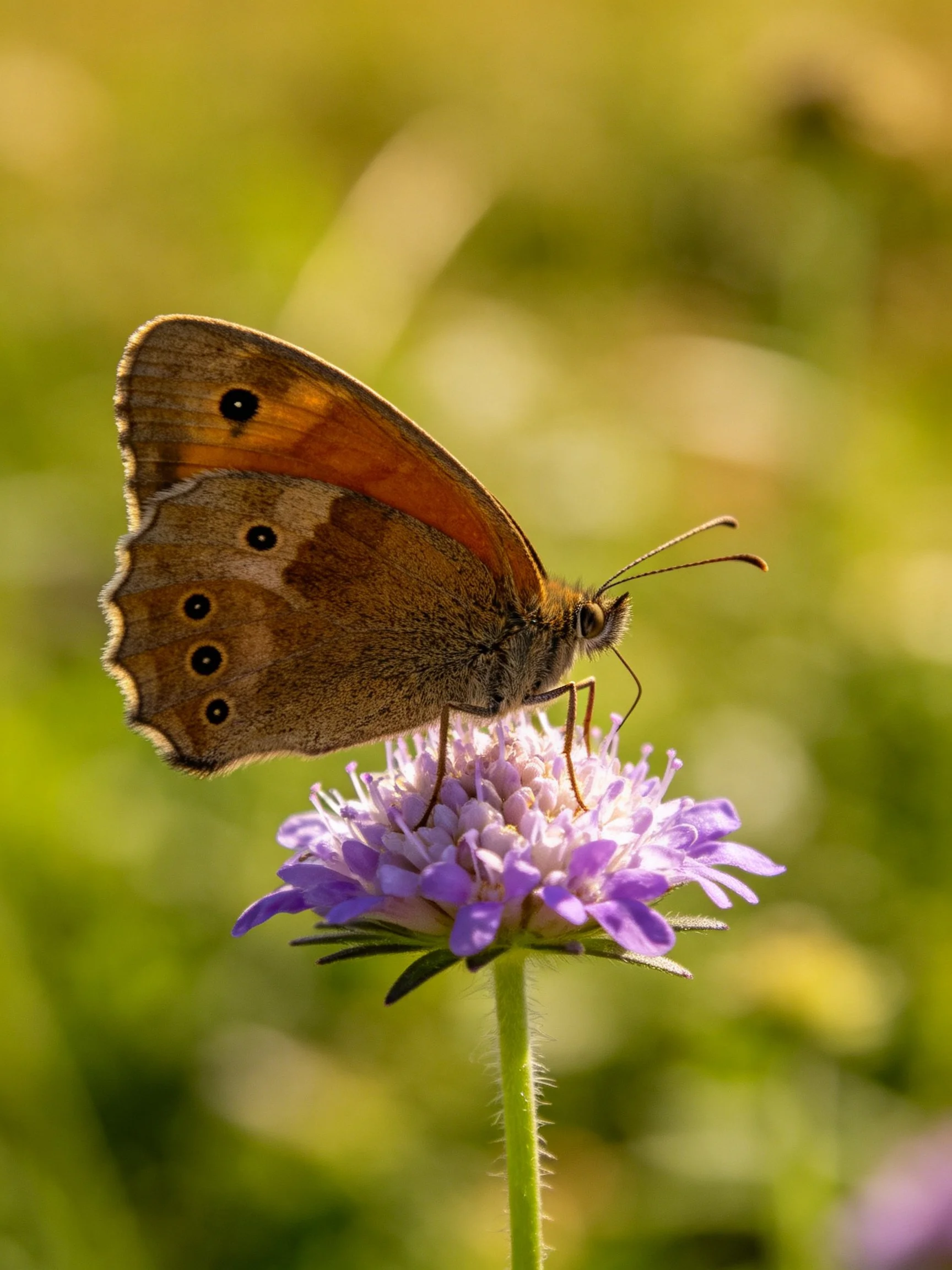 Brown-orange butterfly perched on a purple flower cluster