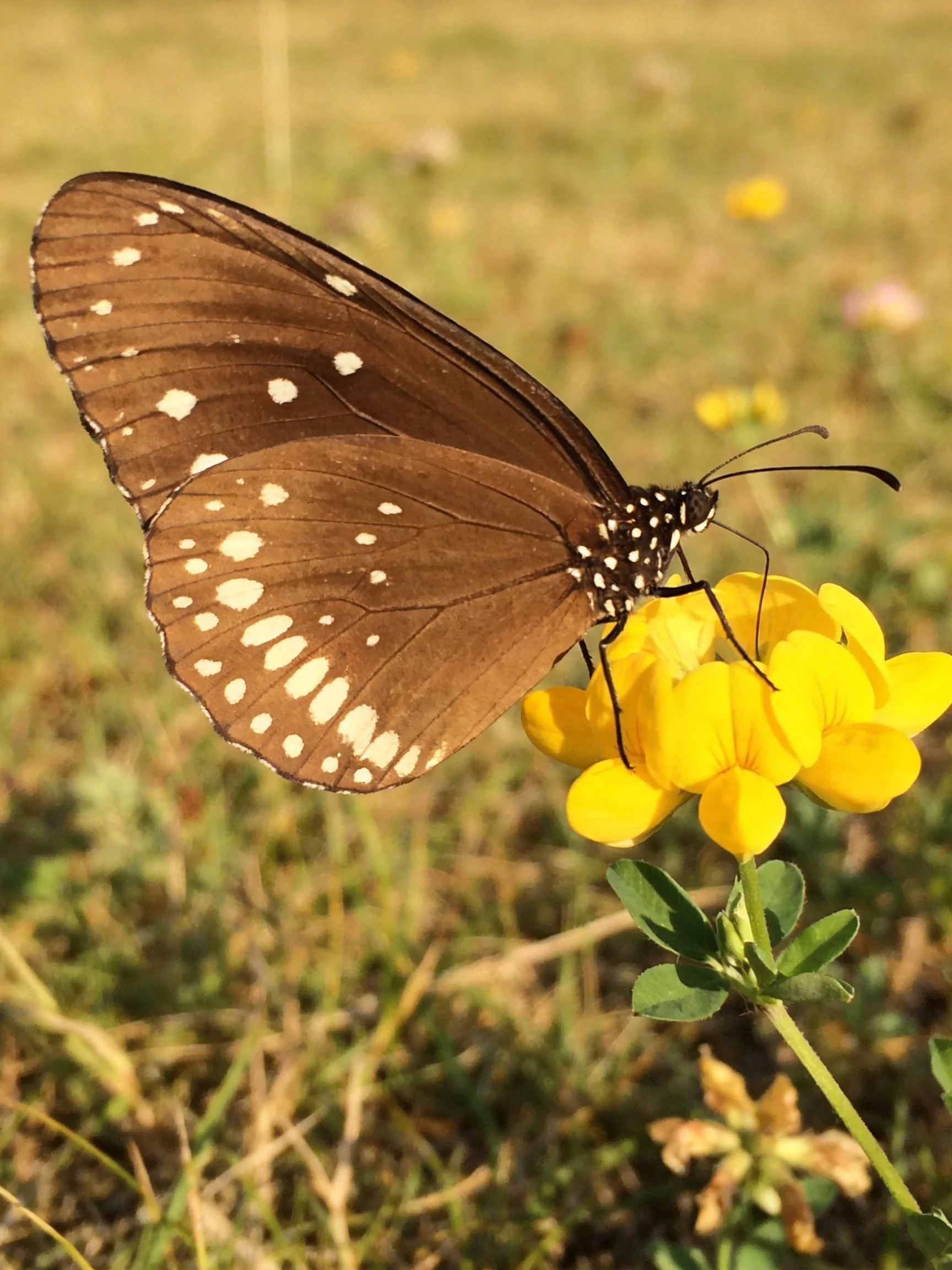 Brown-spotted butterfly feeding on vibrant yellow wildflowers