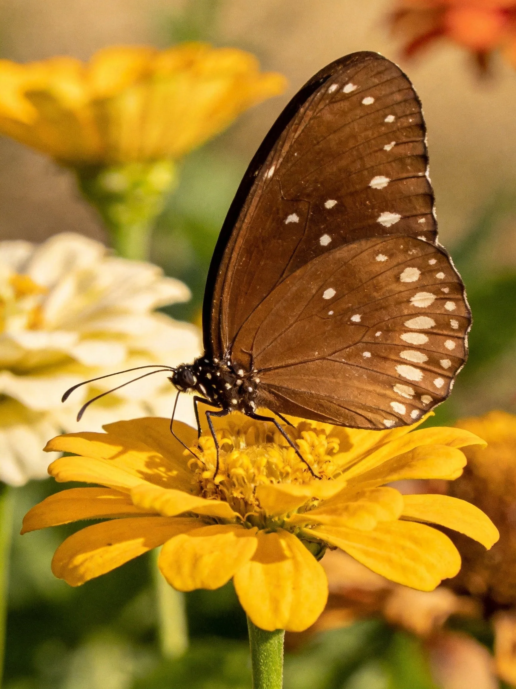 Brown-spotted butterfly on a yellow flower