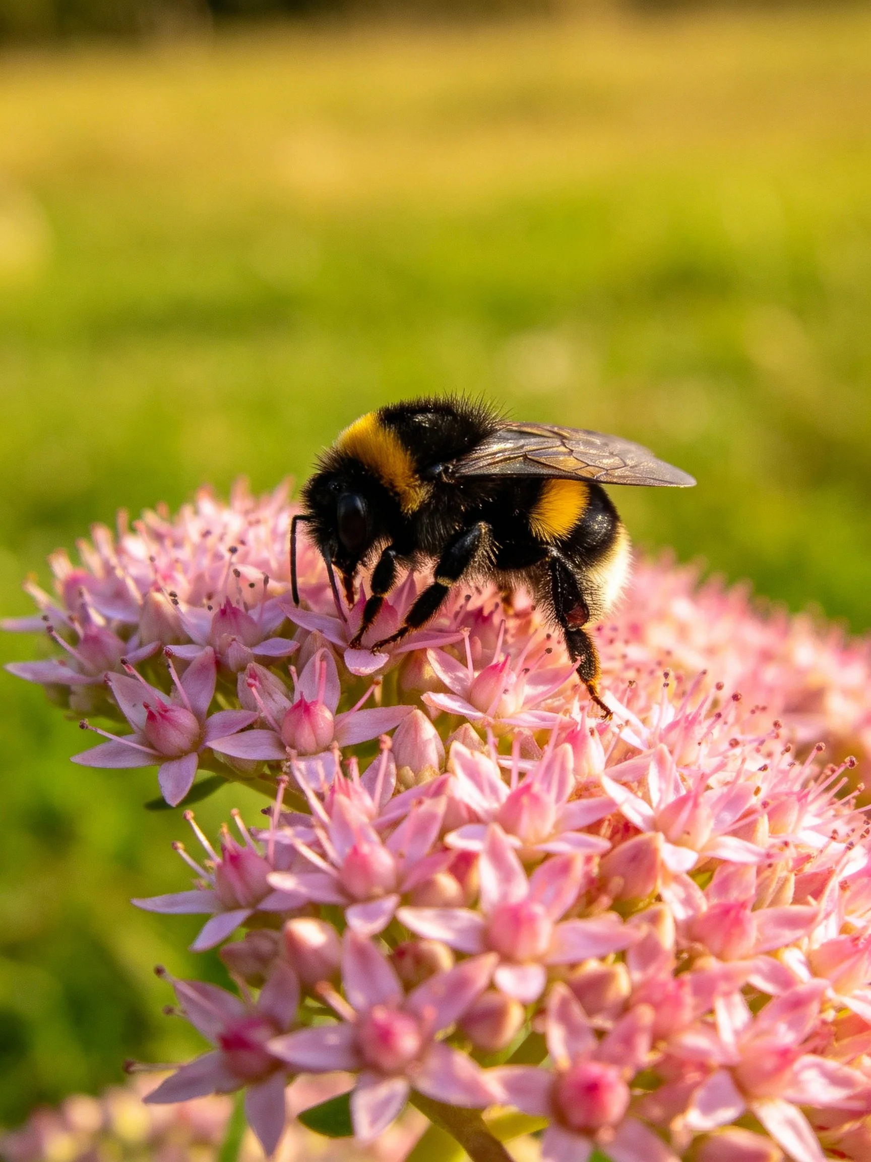 Bumblebee collecting nectar from clustered pink flowers