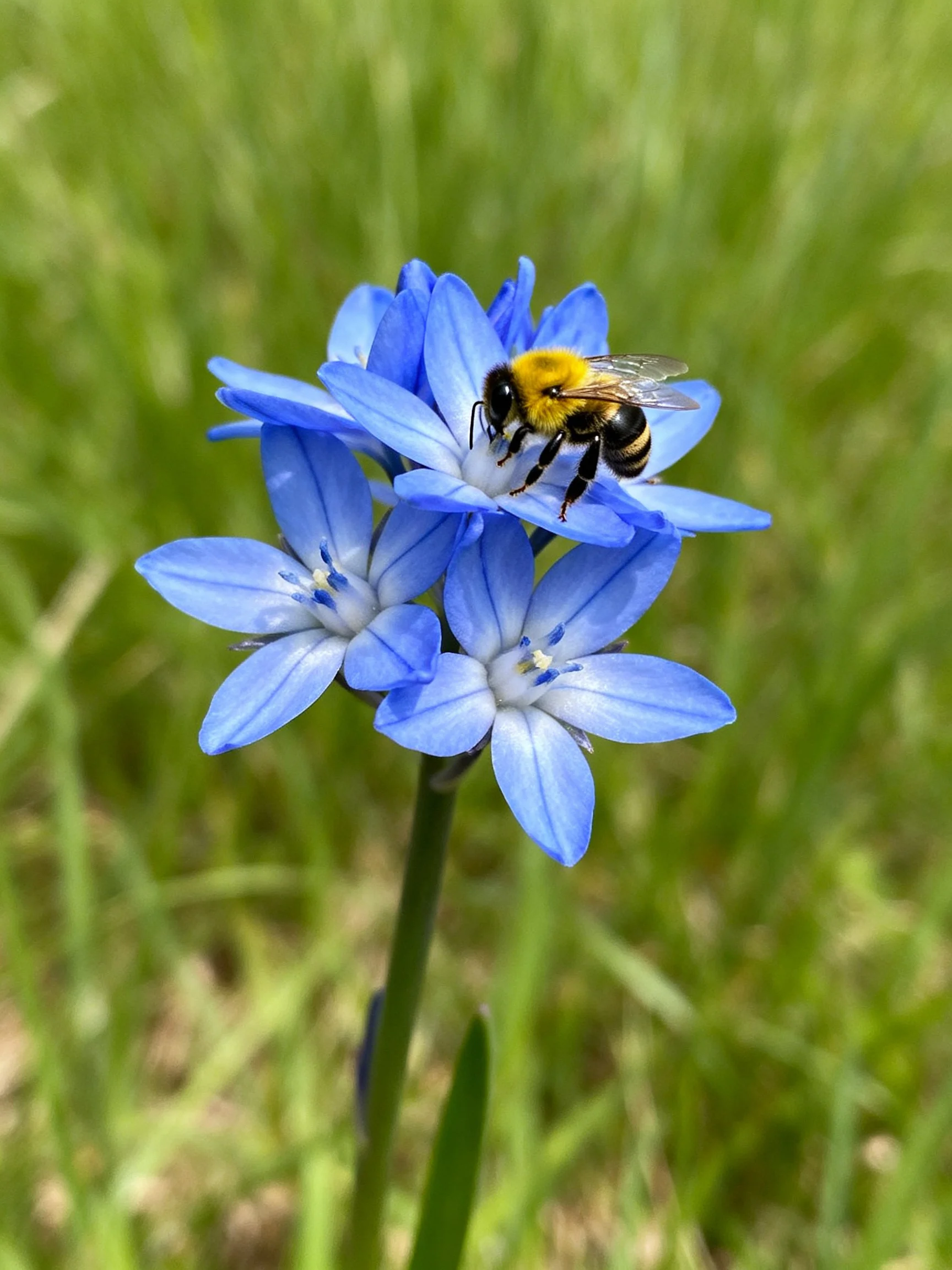 Bumblebee pollinating bright blue clustered flowers