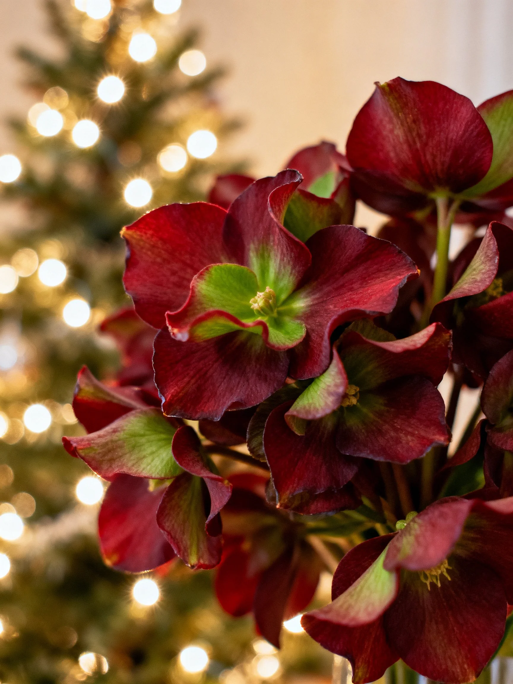 Burgundy flowers with green centers beside a lit Christmas tree
