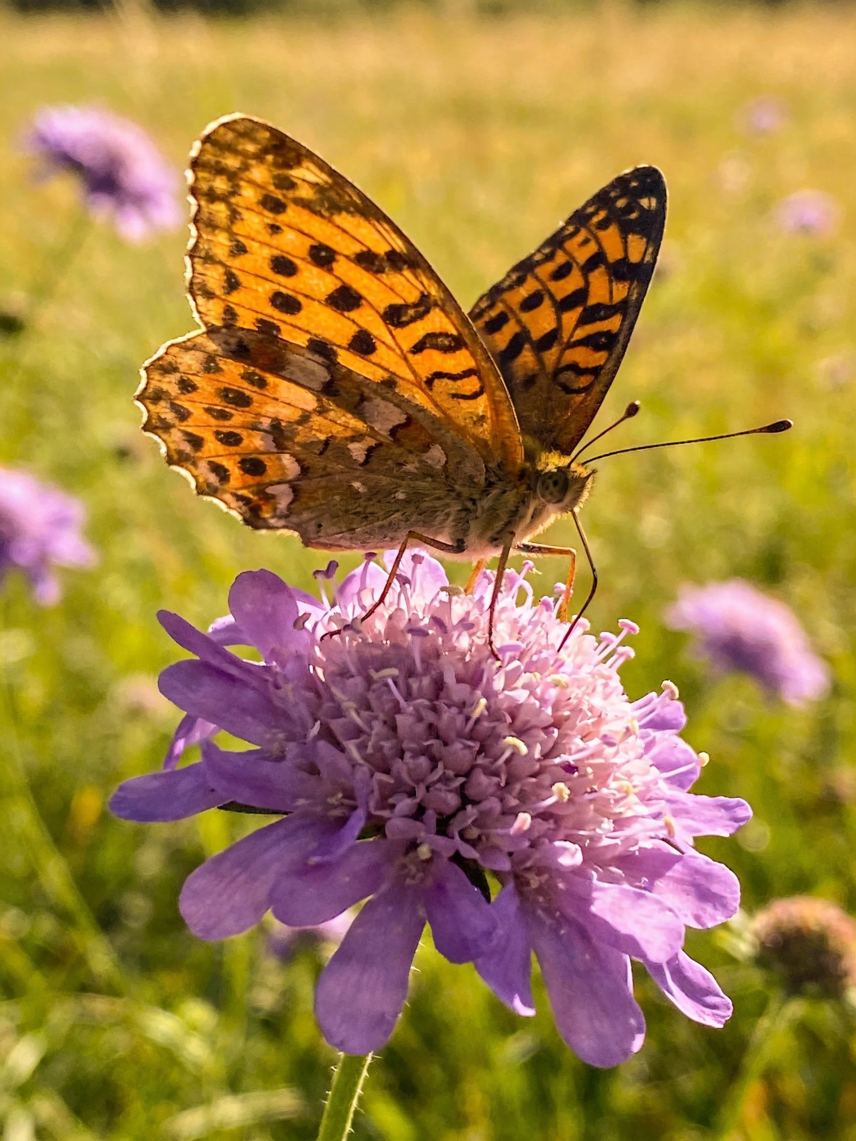 Butterfly with orange-black wings on a purple flower in a sunlit meadow