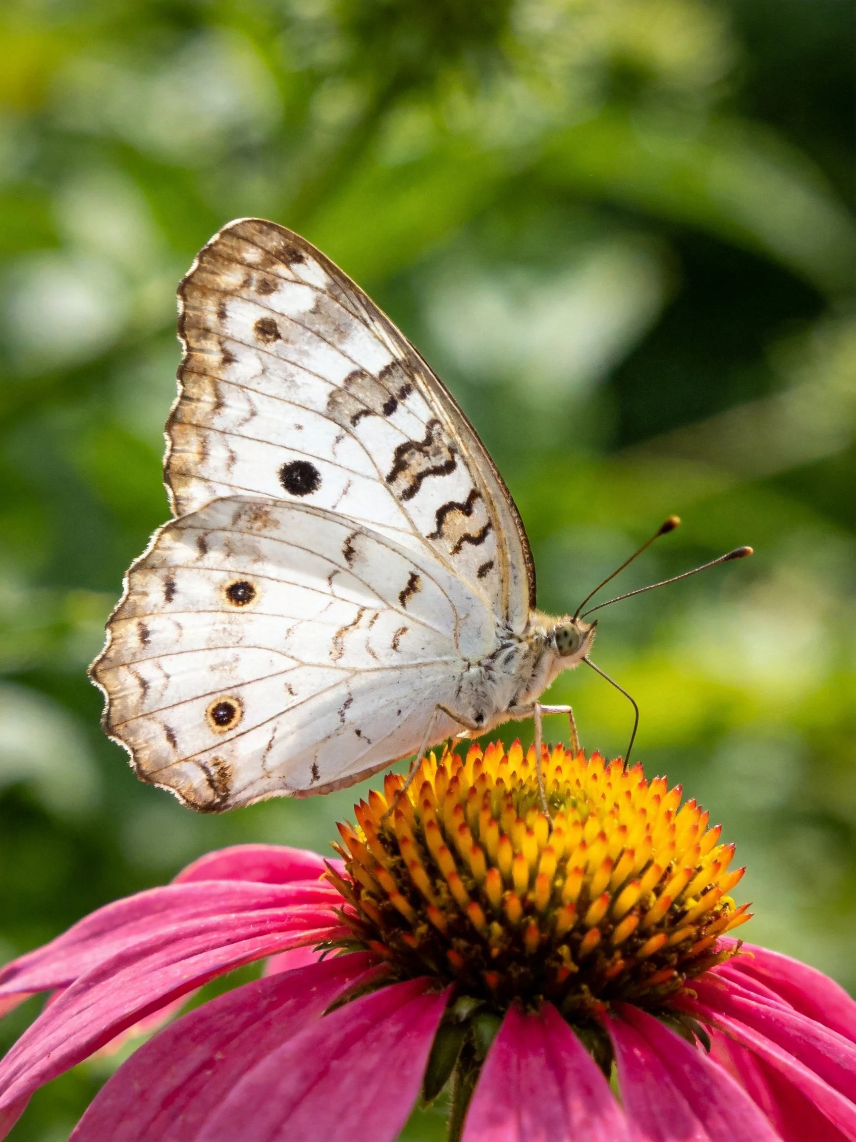 Butterfly with patterned white wings on pink coneflower