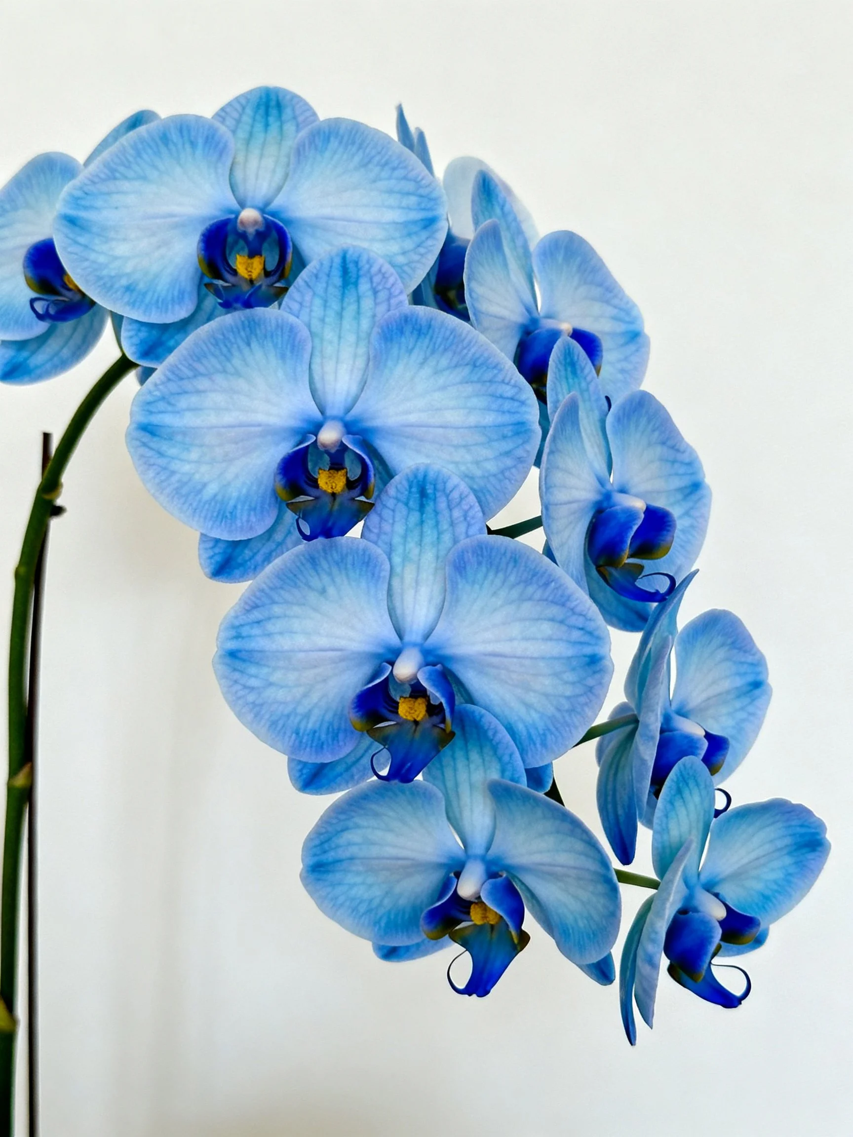 Cascading cluster of vibrant blue orchid blossoms