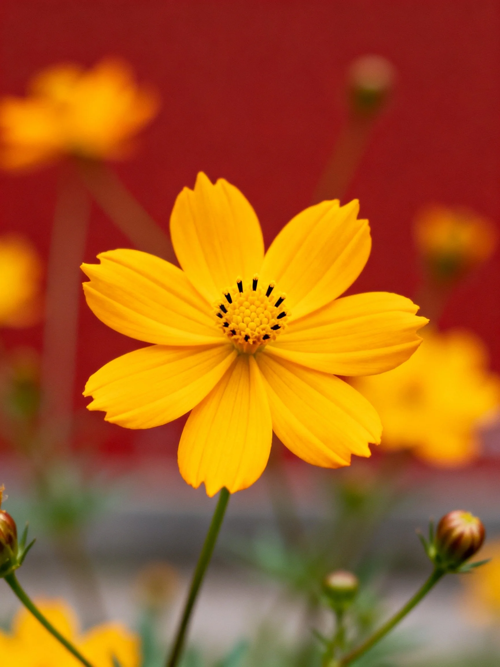 Central bright yellow flower with red backdrop and blurred blooms