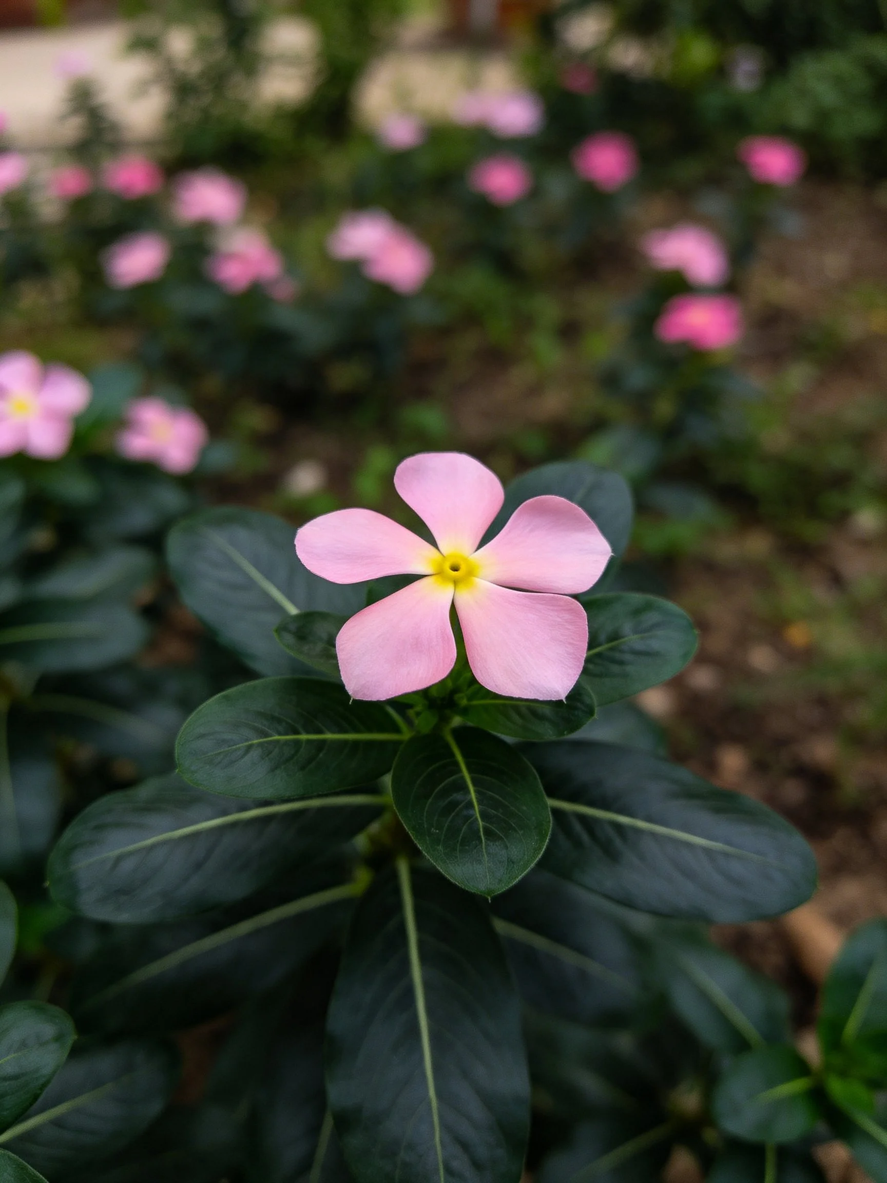 Central pink flower with yellow center, dark green leaves, and blurred pink blooms