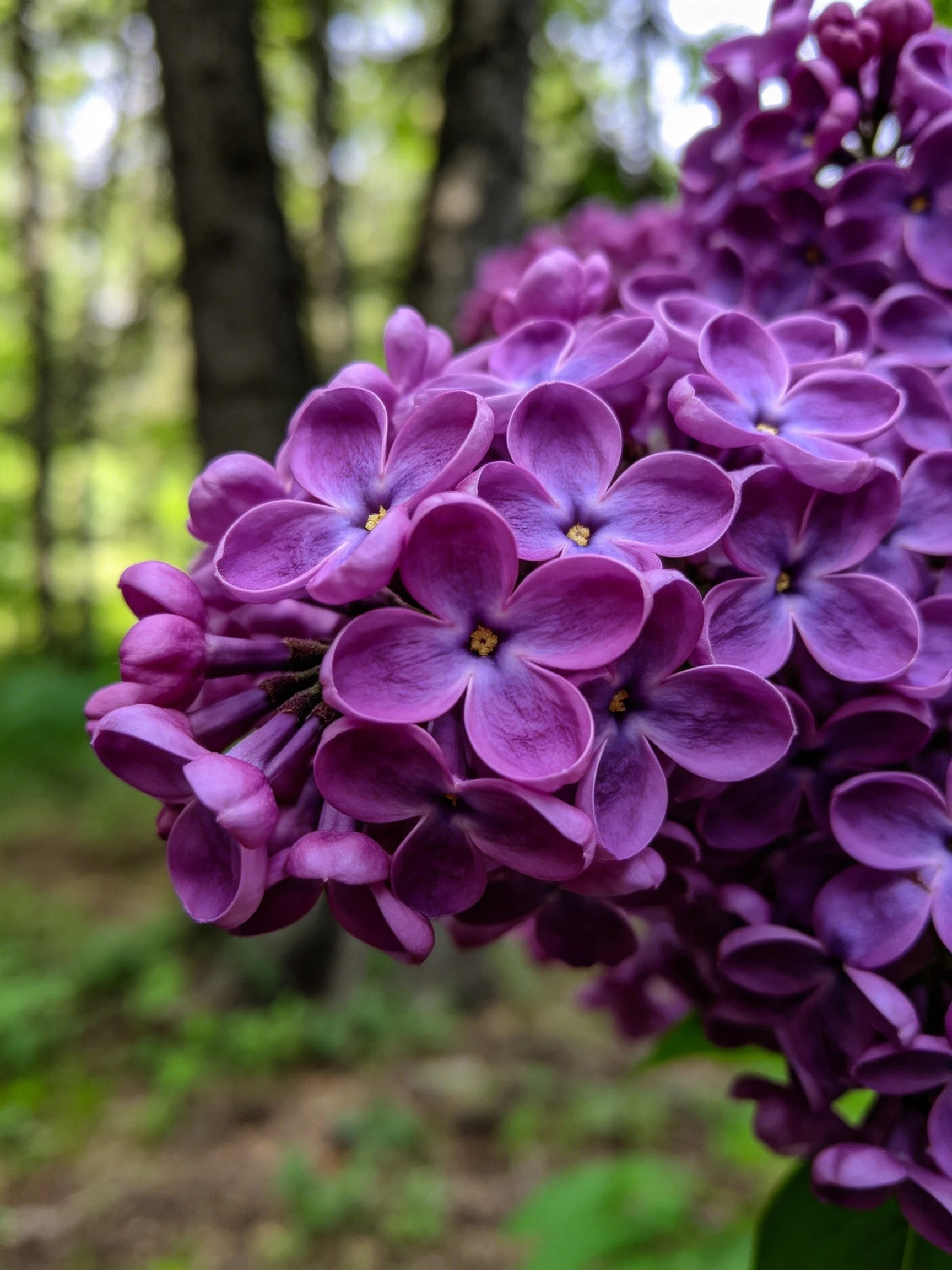 Close - Up of Vibrant Purple Lilac Bunches in a Forest