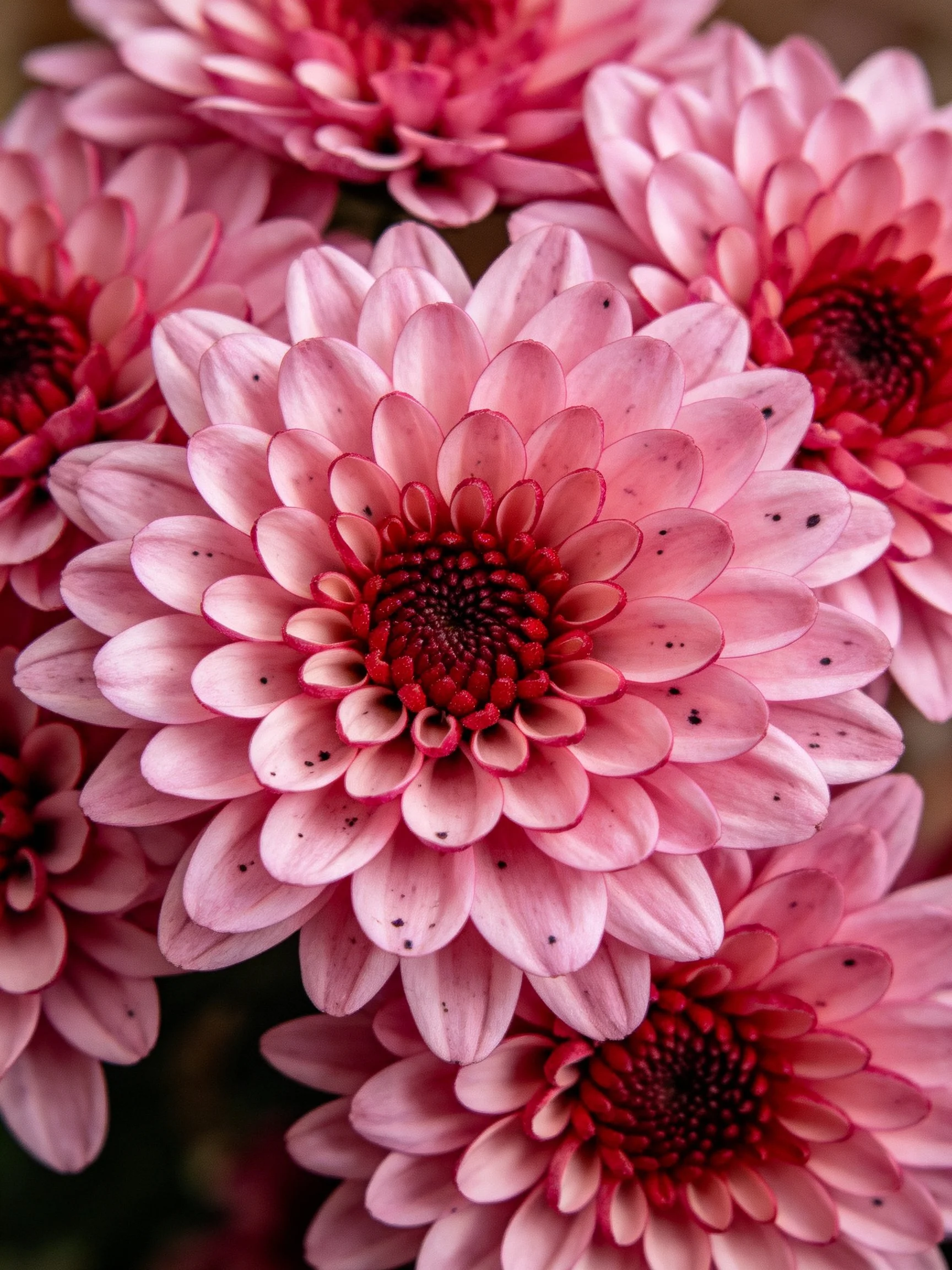 Close cluster of pink chrysanthemums with deep red centers