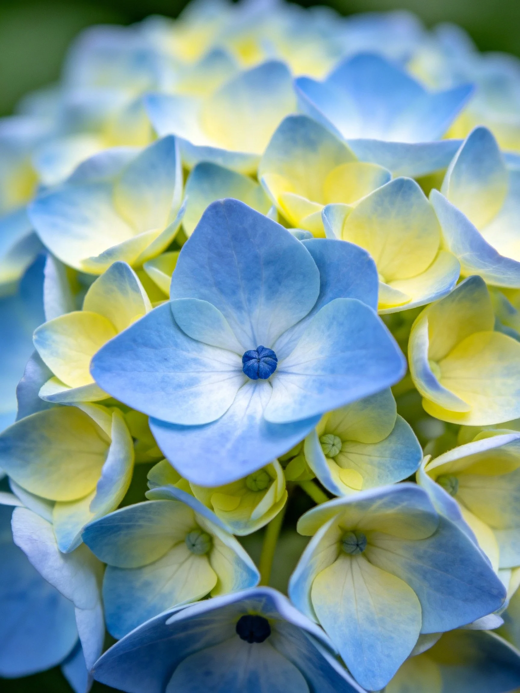 Close-up of Blue and Yellow Hydrangea Blooms