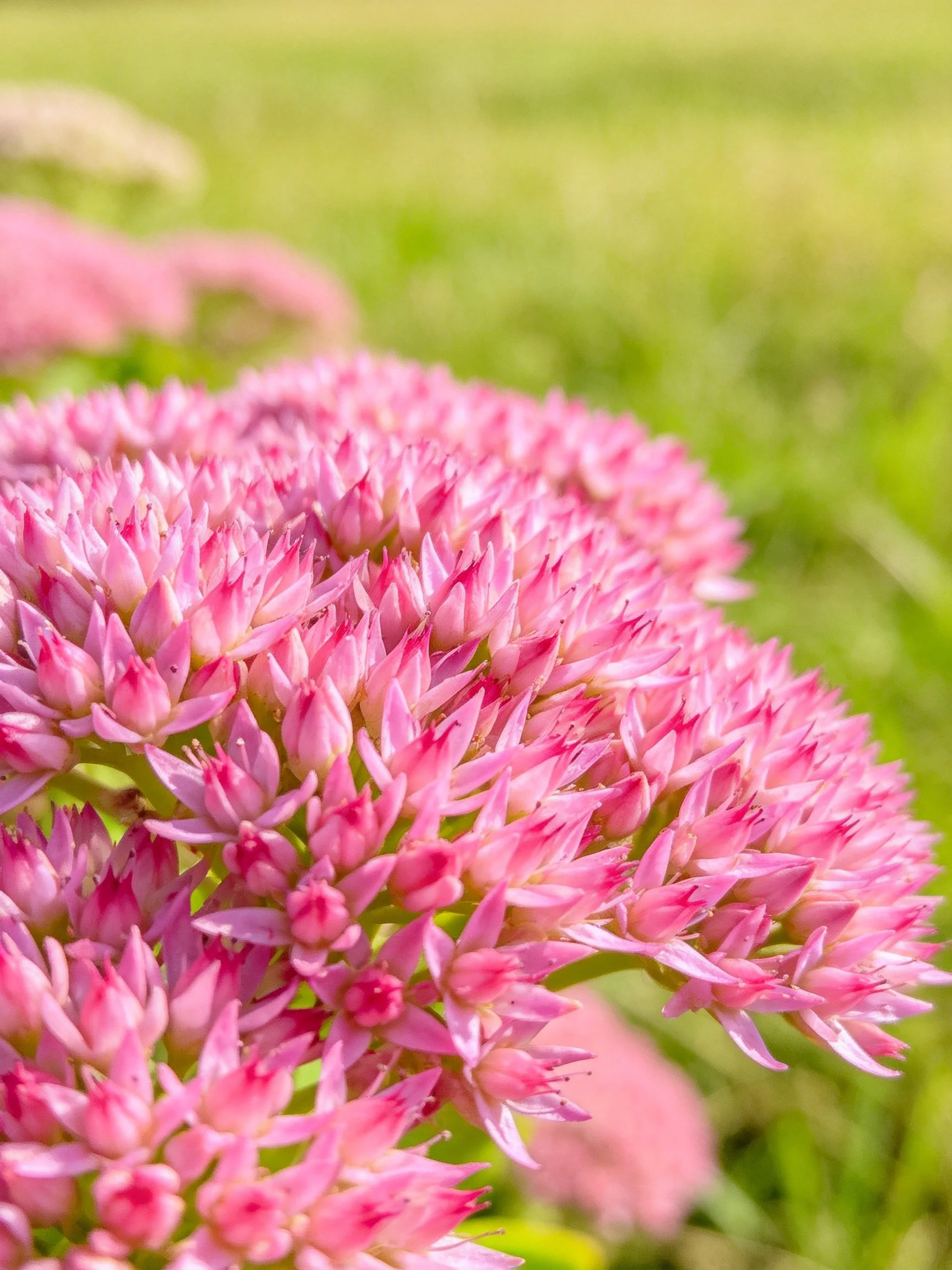 Close-up of Dense Pink Flower Clusters with Soft Green Background
