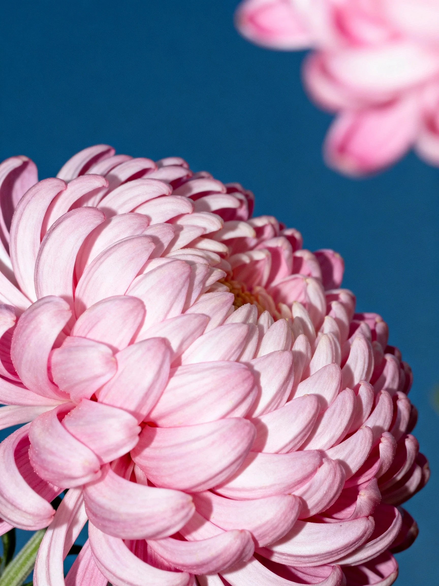 Close-up of Pink Chrysanthemum Blooms Against Deep Blue Background