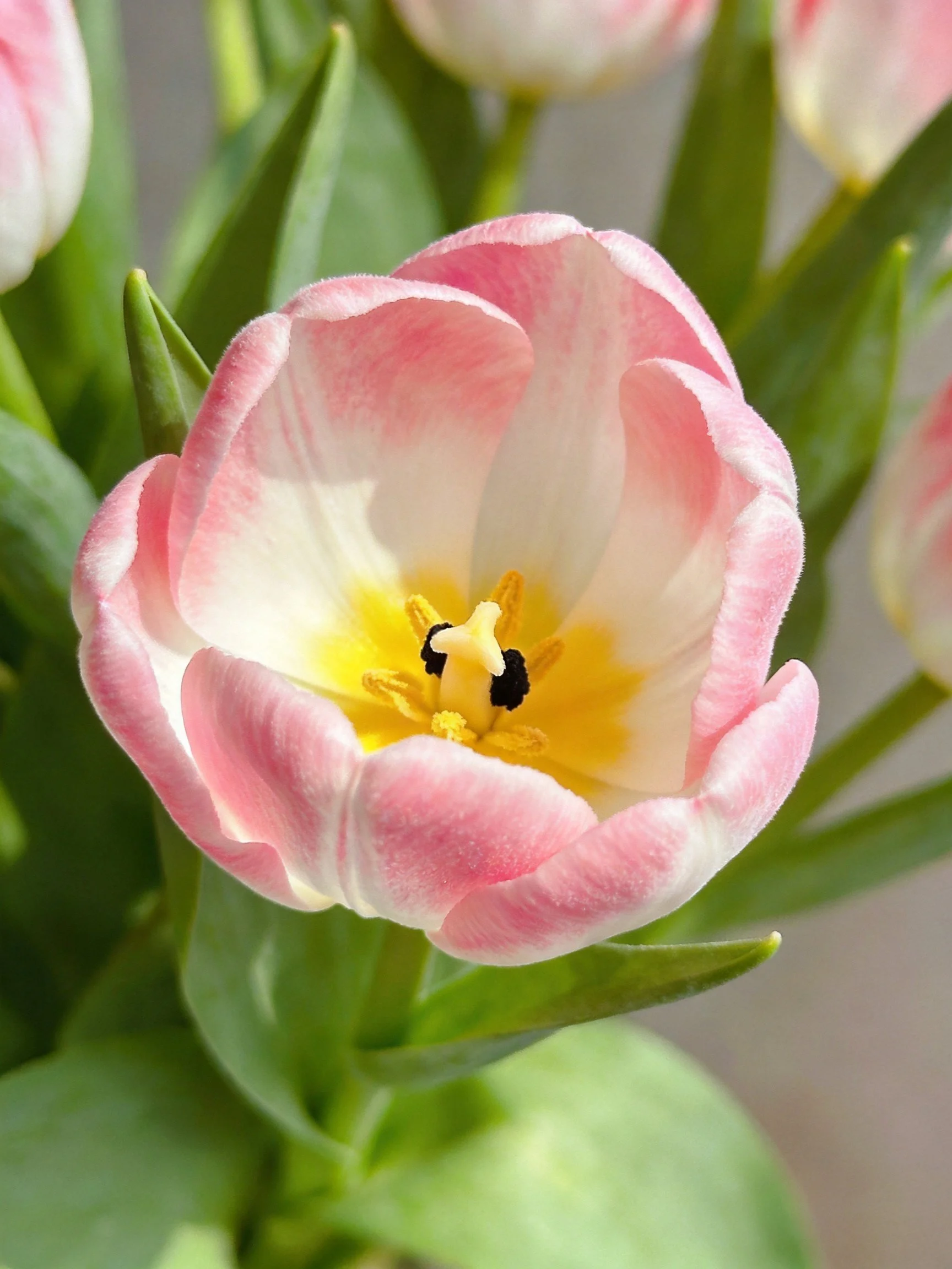 Close - up of Pink and White Tulip with Yellow Center and Green Foliage