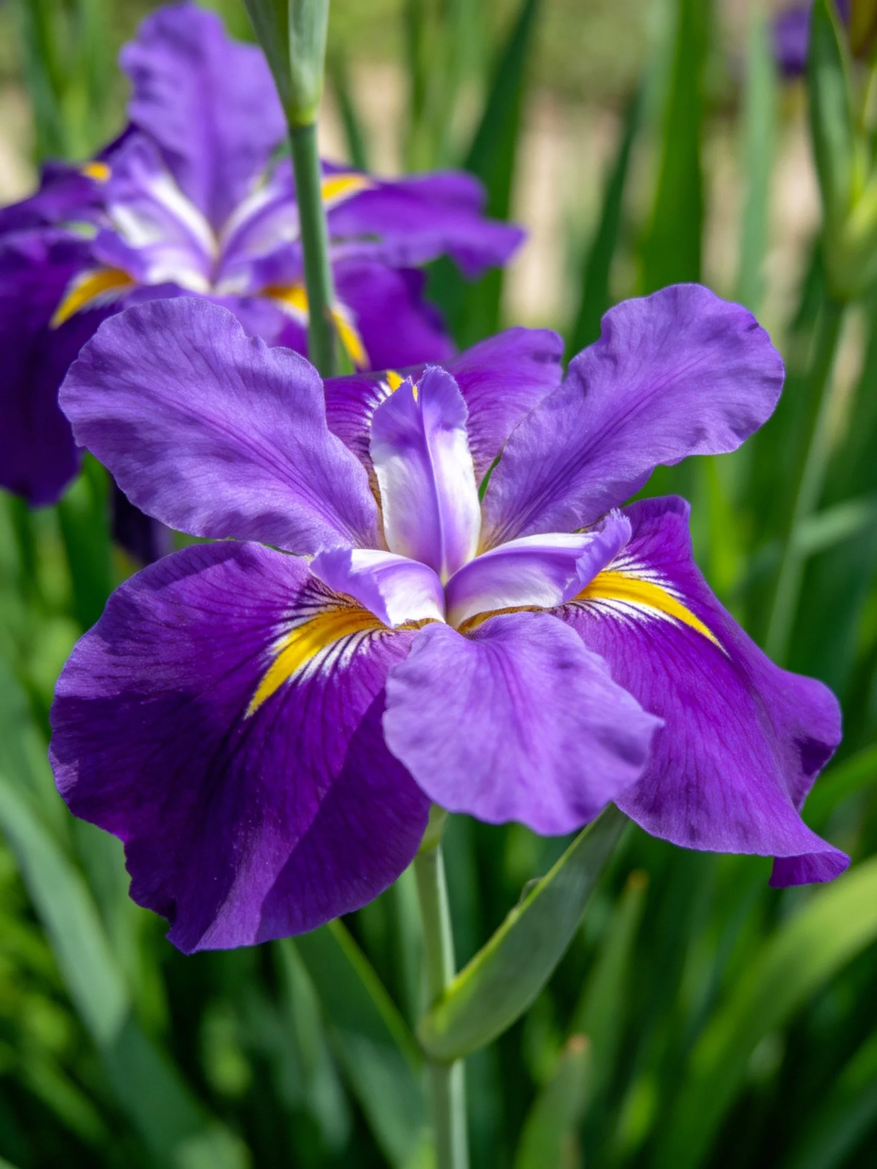 Close-up of Purple Irises with Yellow Accents Among Green Foliage