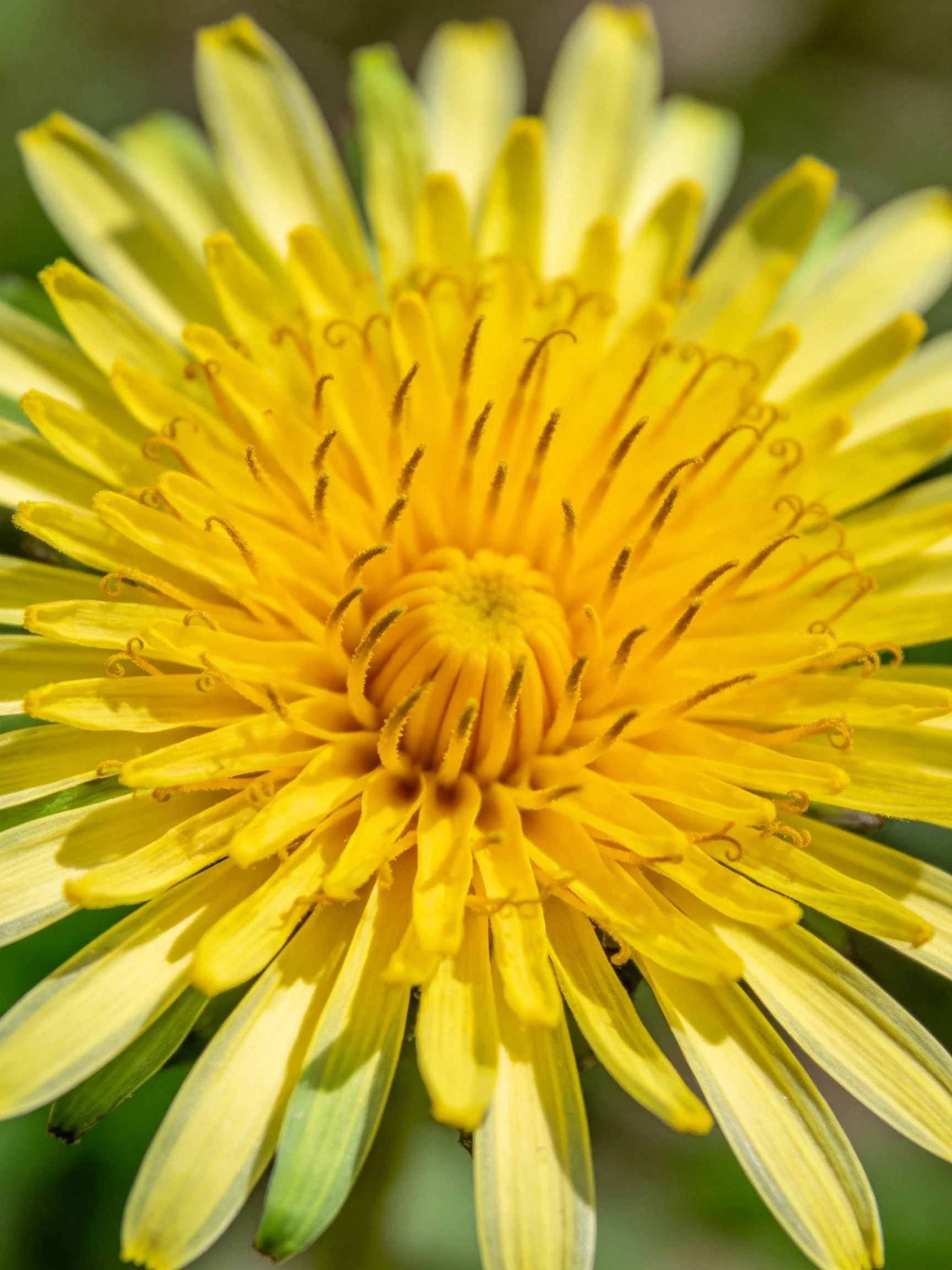 Close - up of a bright yellow dandelion with layered petals