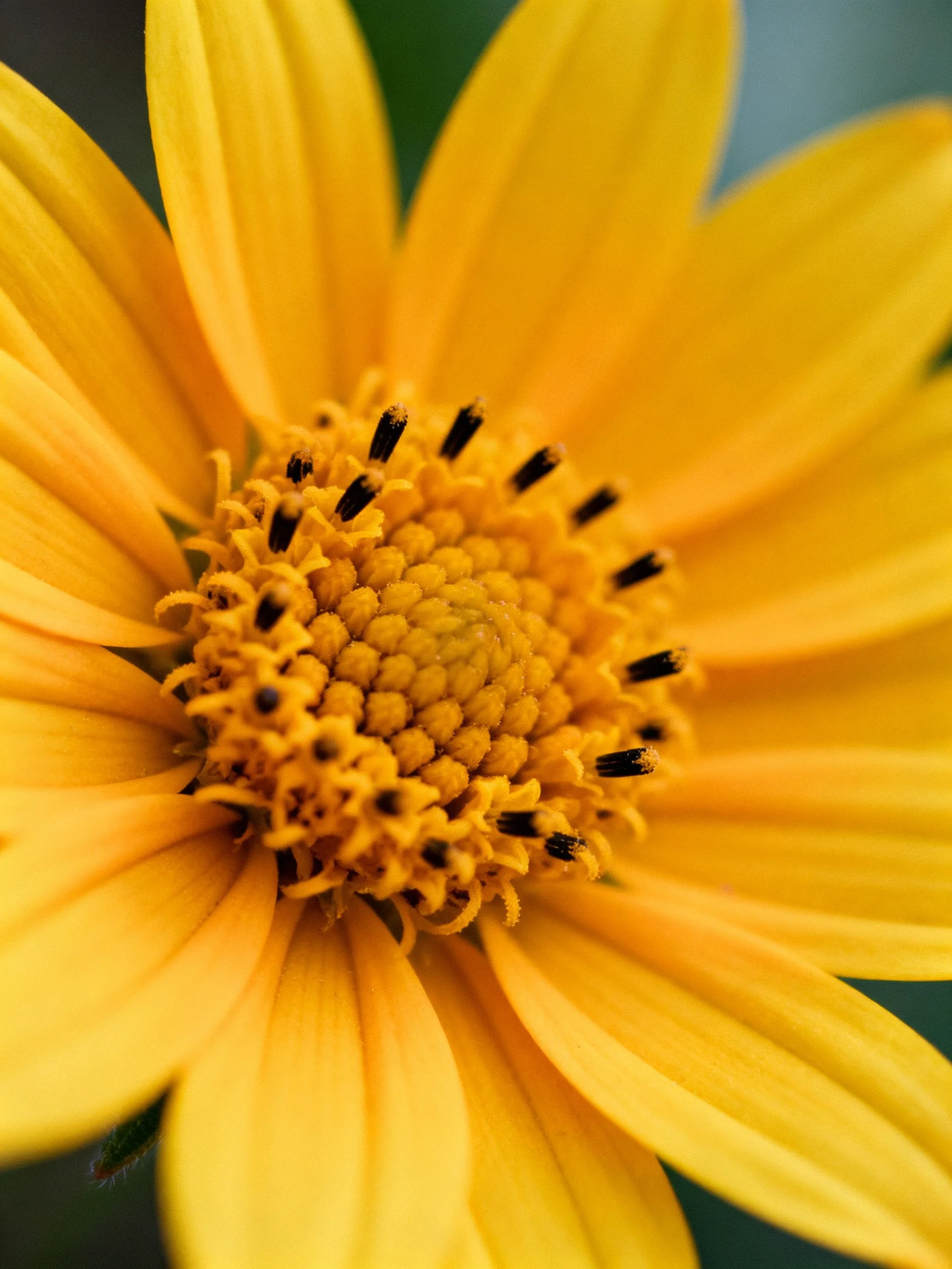 Close - up of a bright yellow flower with textured center