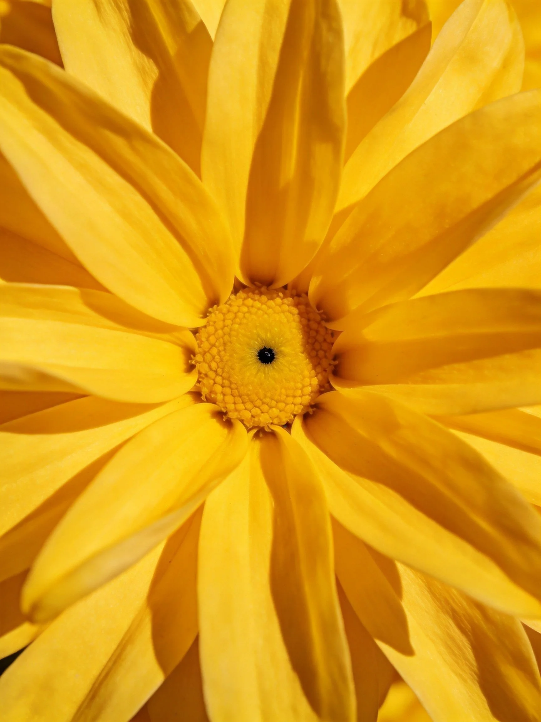 Close - up of a bright yellow flower with textured central area