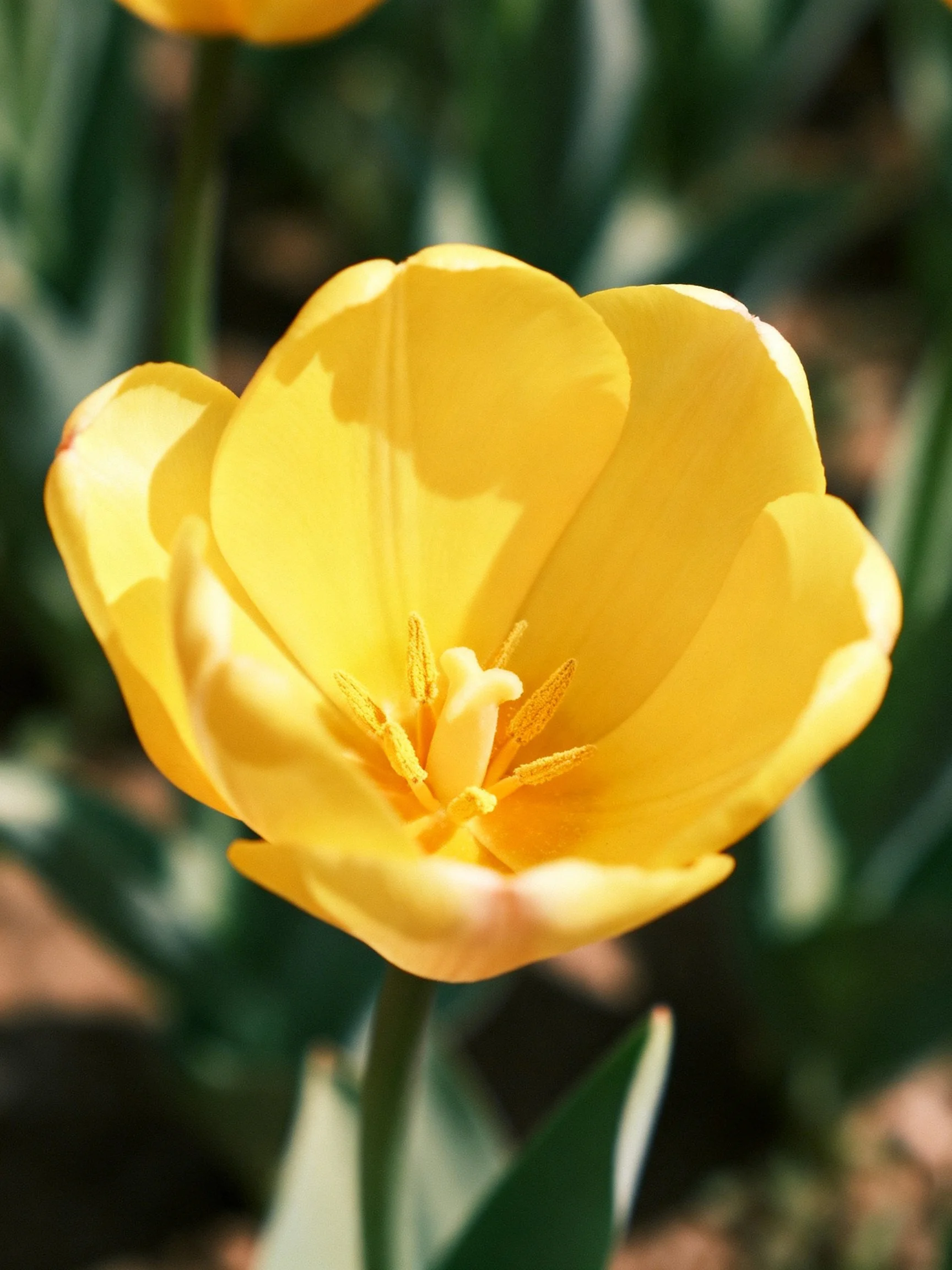Close-up of a bright yellow tulip with blurred greenery