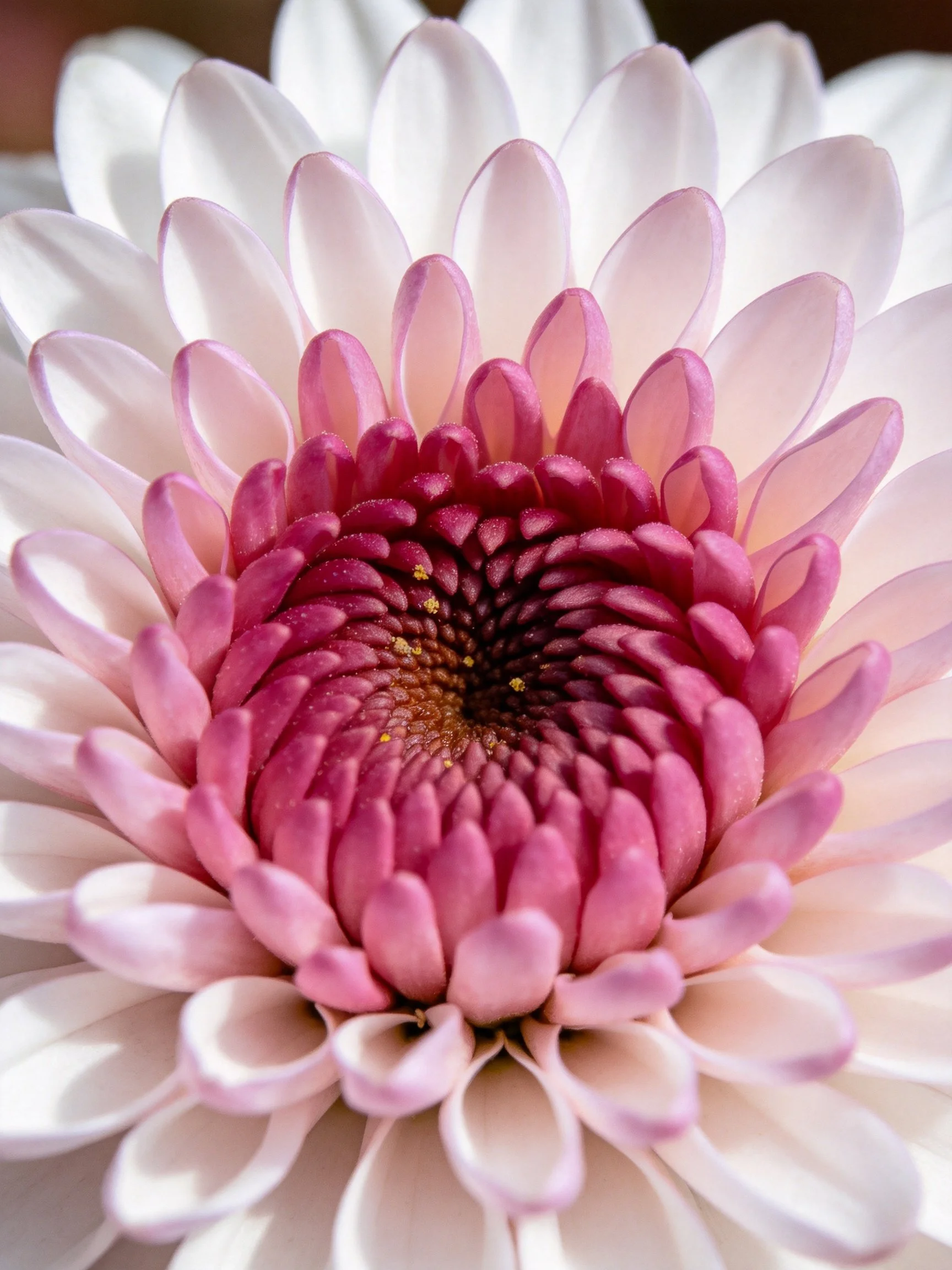 A chrysanthemum with layered pink and white petals shown up close