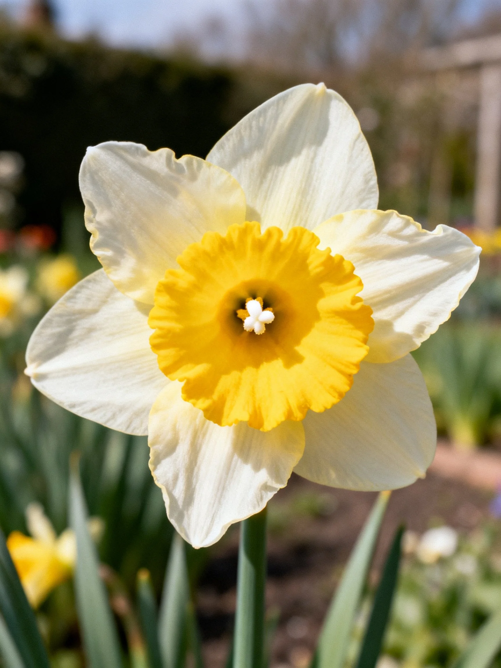 Close-up of a daffodil with creamy white petals and bright yellow center