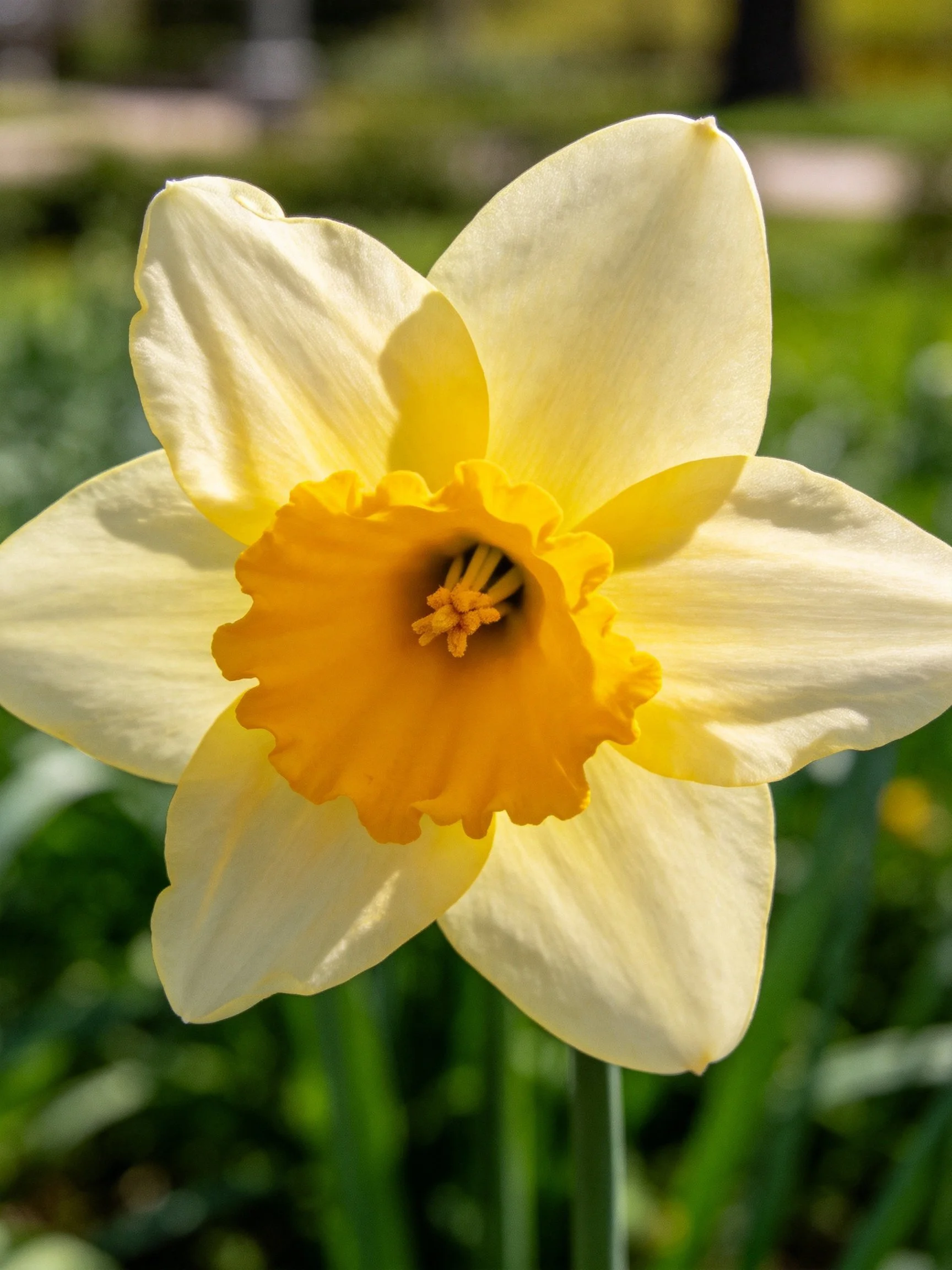 Close-up of a daffodil with pale yellow petals and bright yellow center