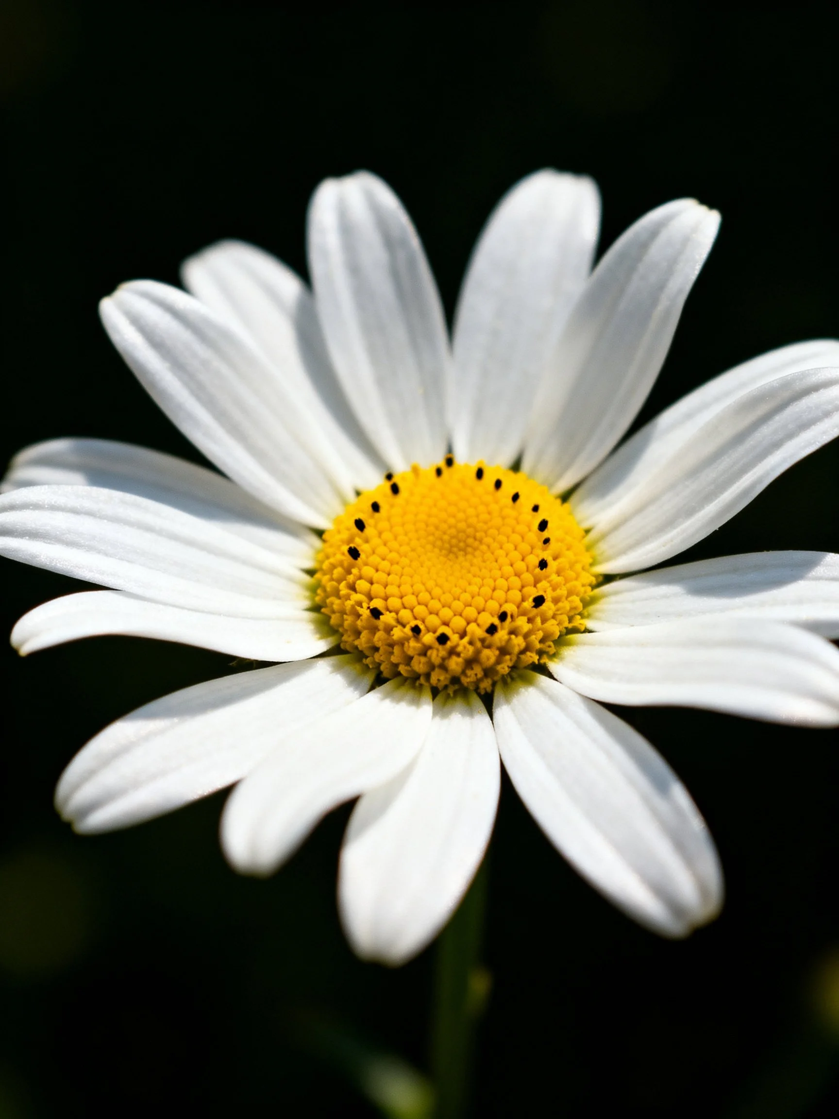 Close-up of a daisy with white petals and yellow center