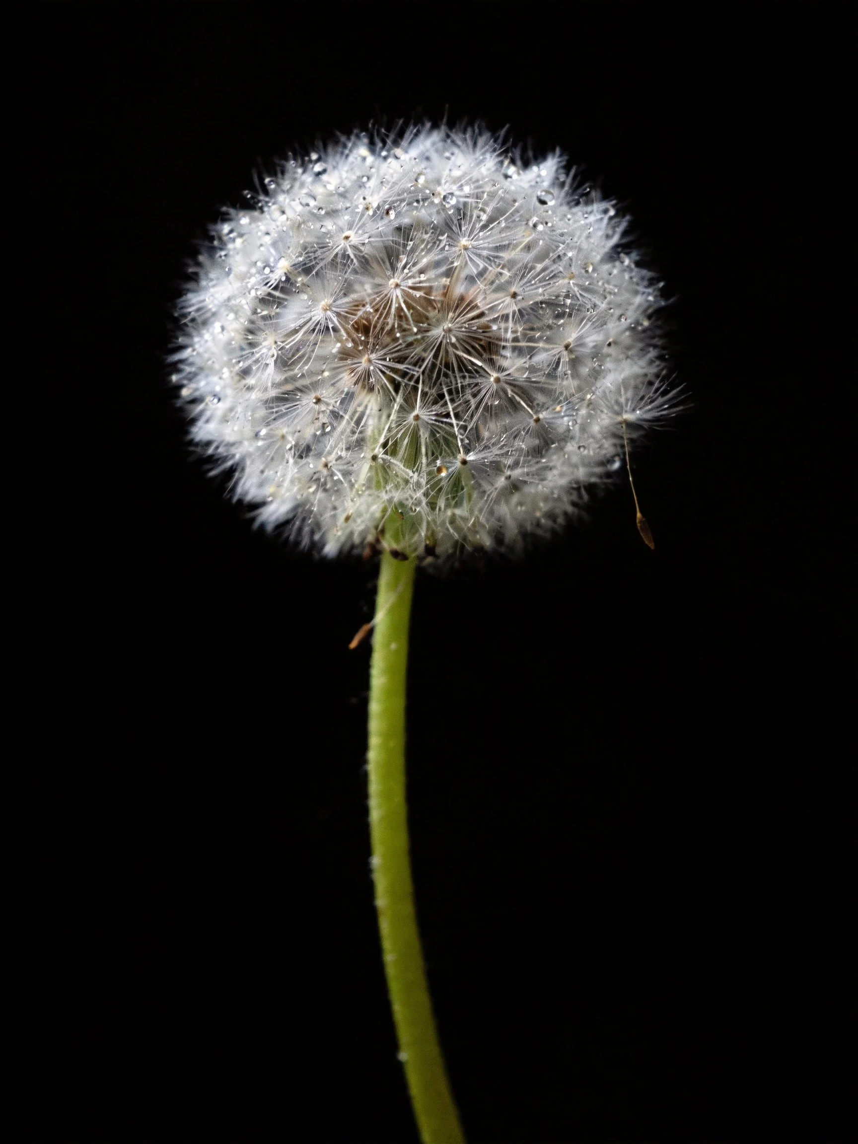 Close-up of a dandelion seed head with water droplets against a black background