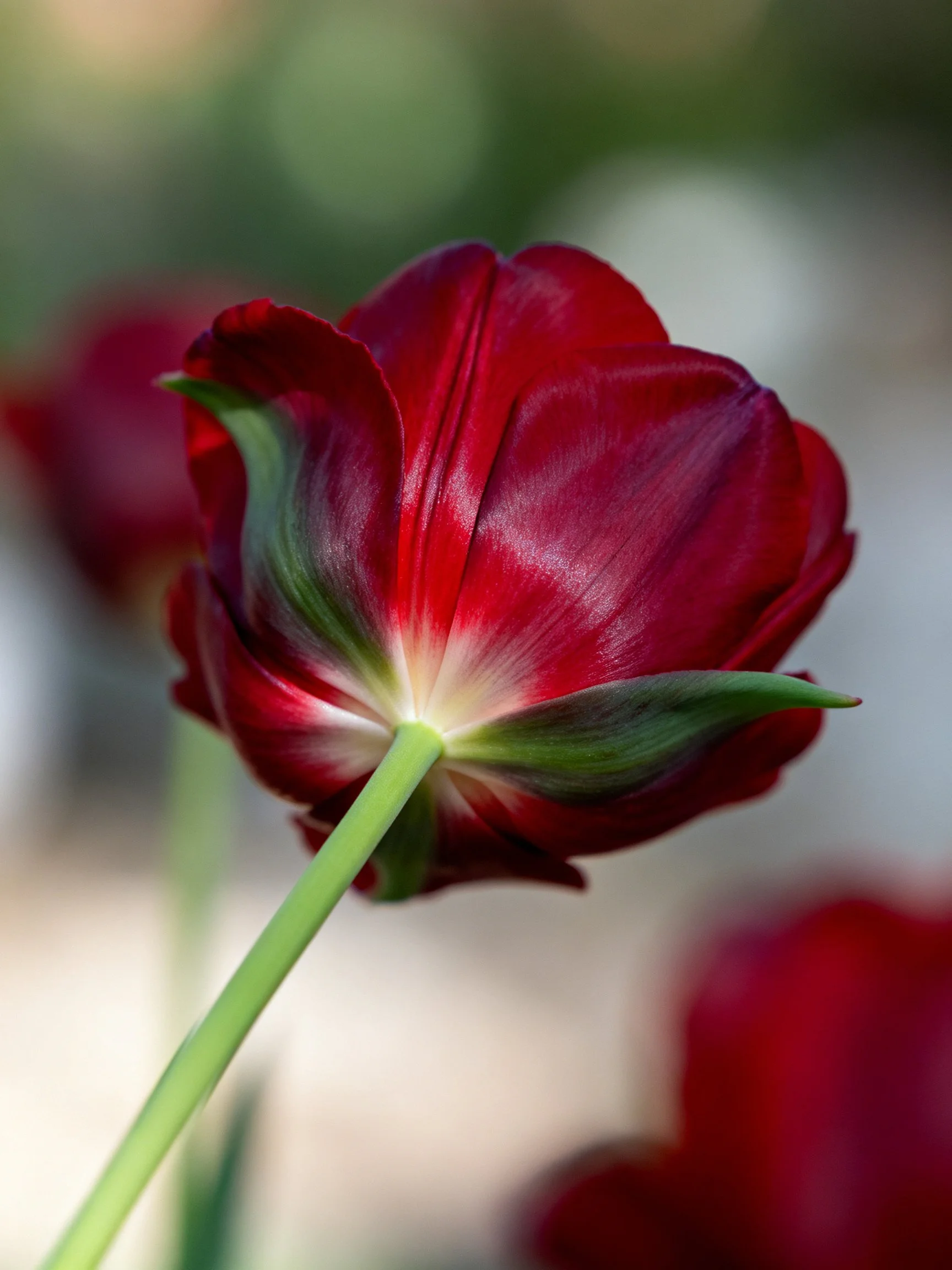 Close - up of a dark red tulip with green petal accents