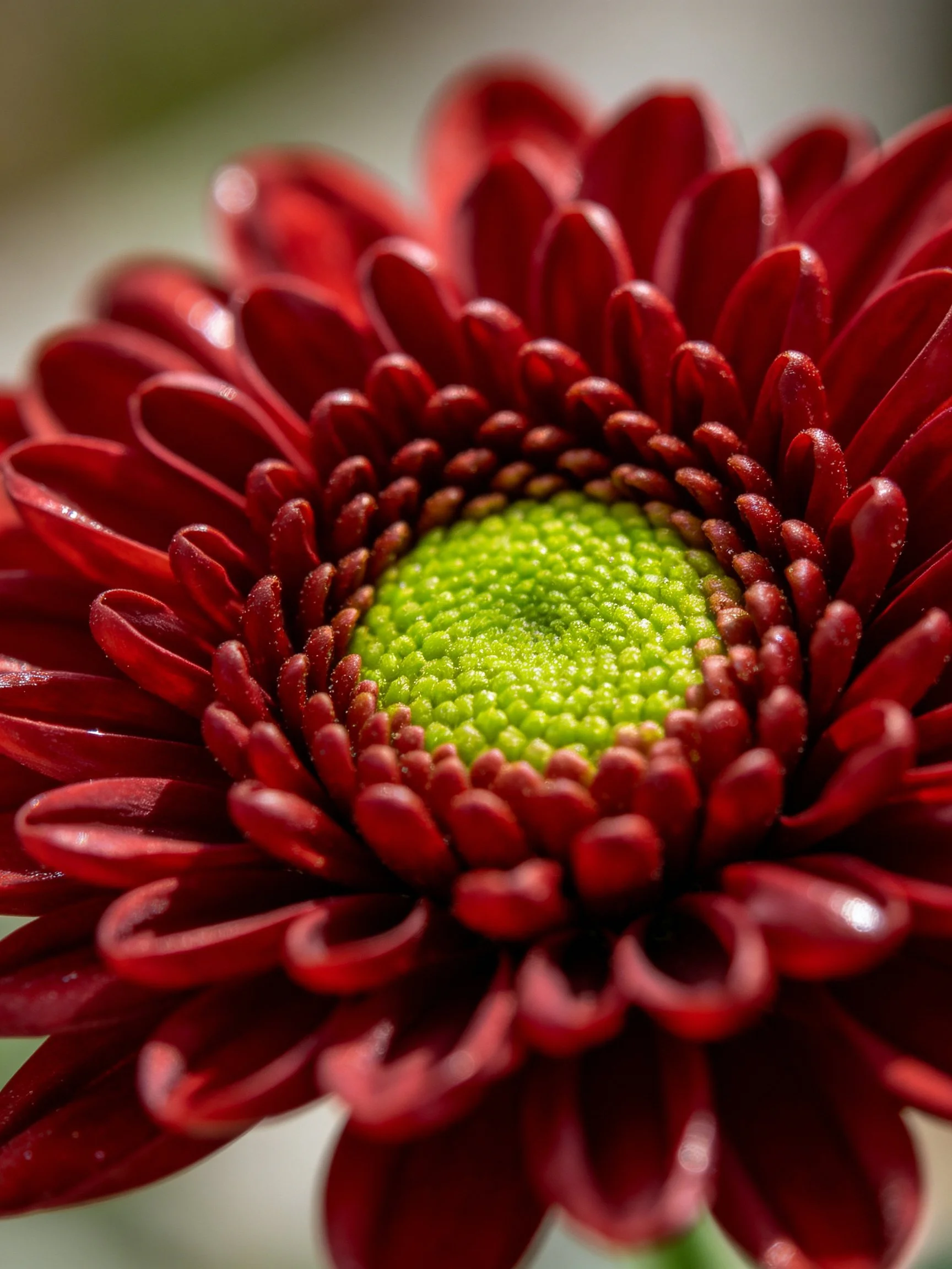 Close - up of a deep red chrysanthemum with a bright green center