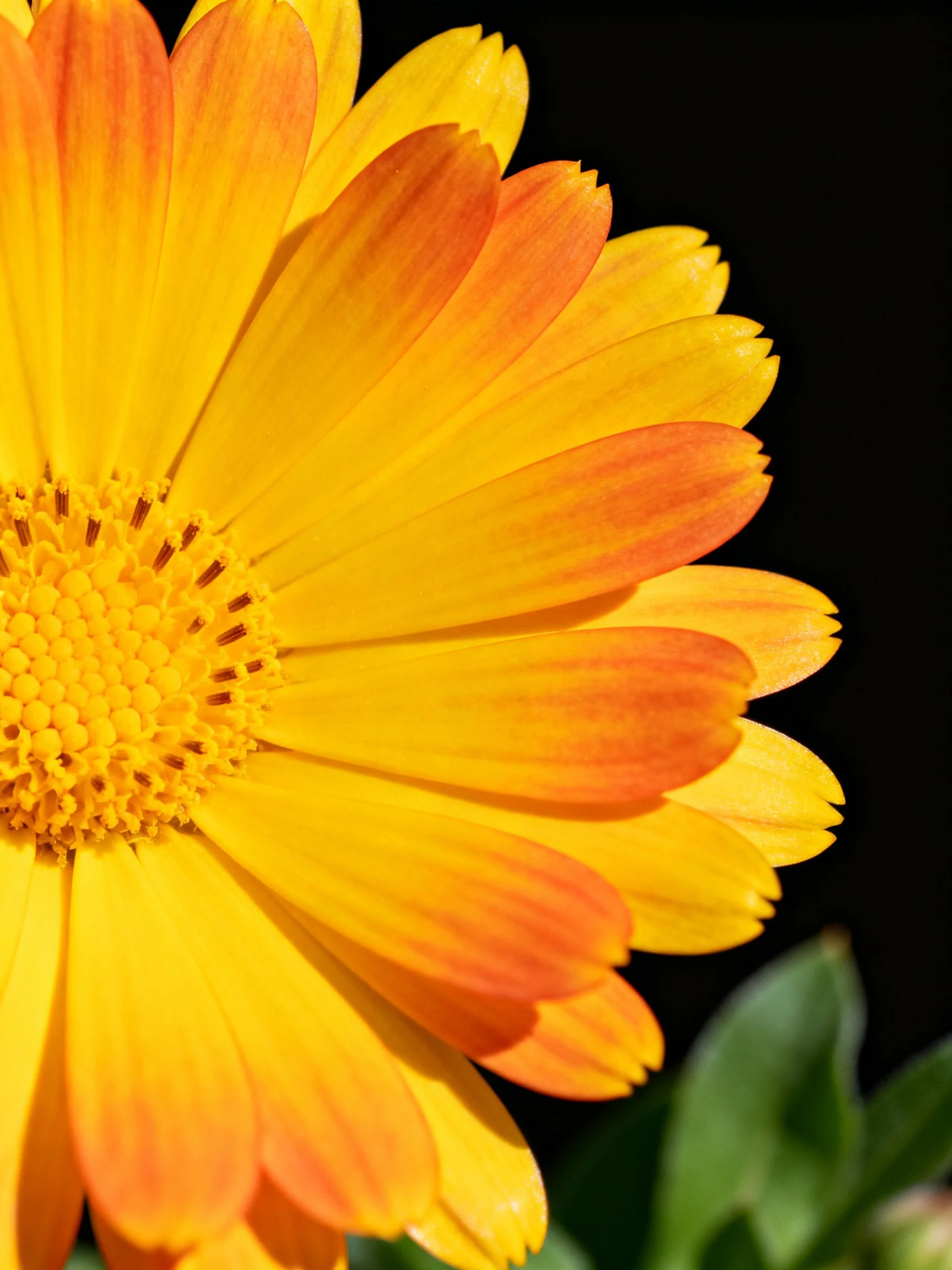 Close-up of a flower with orange-tipped yellow petals