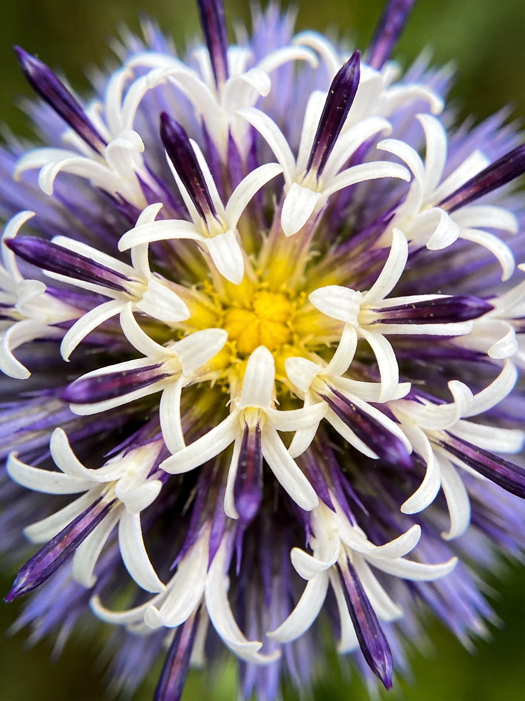Close - up of a flower with purple, white, and yellow petals