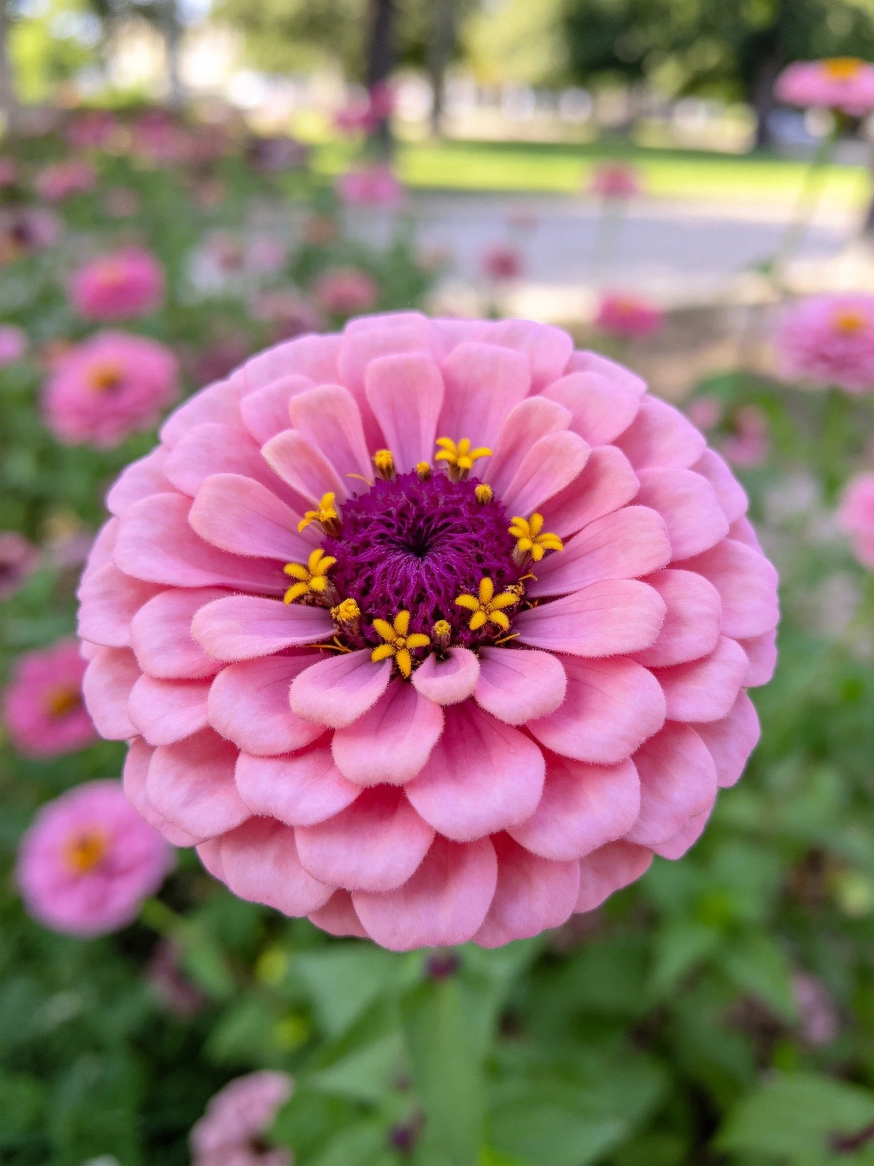 Close-up of a large pink zinnia with layered petals