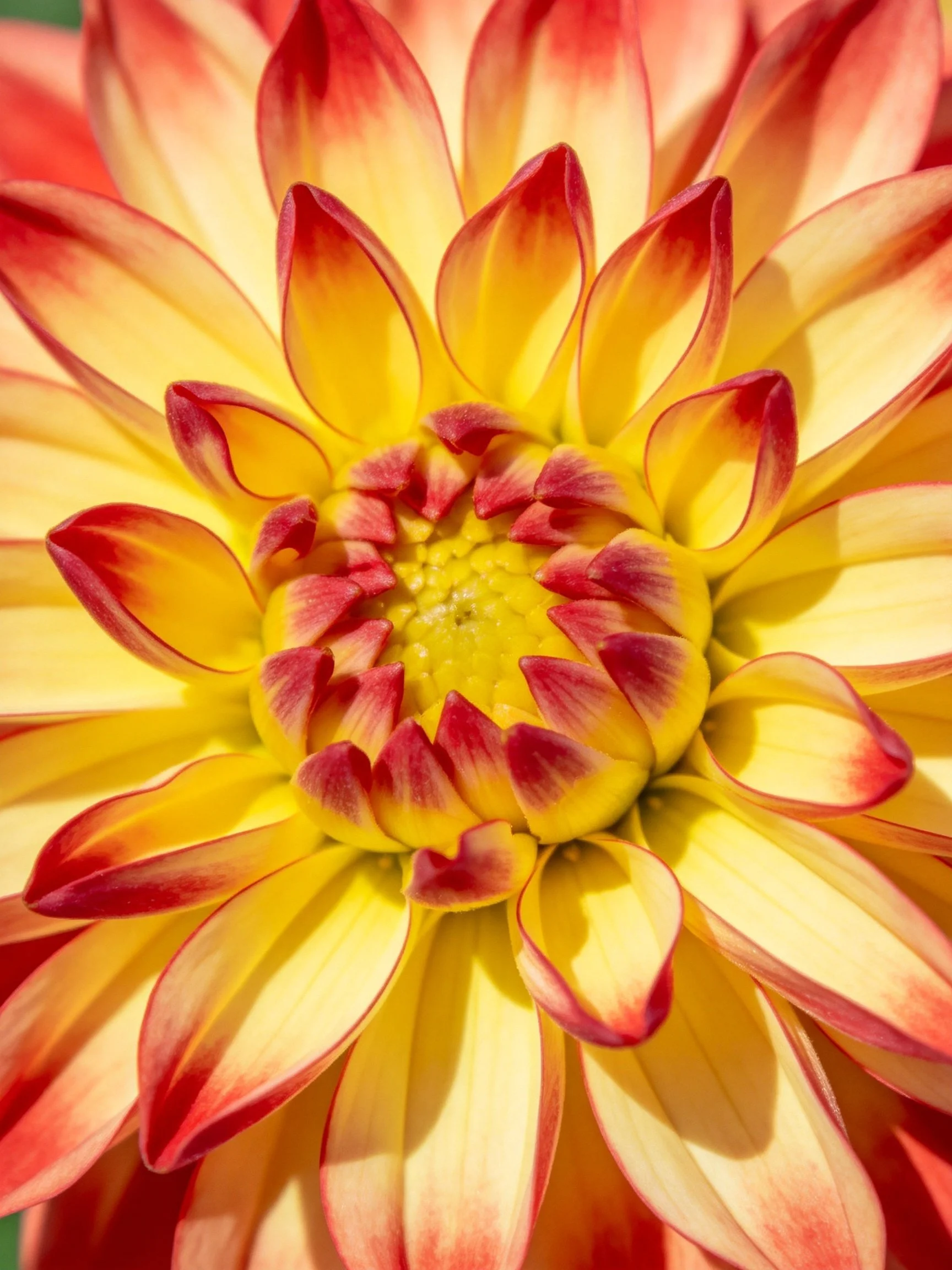 Close - up of a multicolored dahlia with yellow and red petals