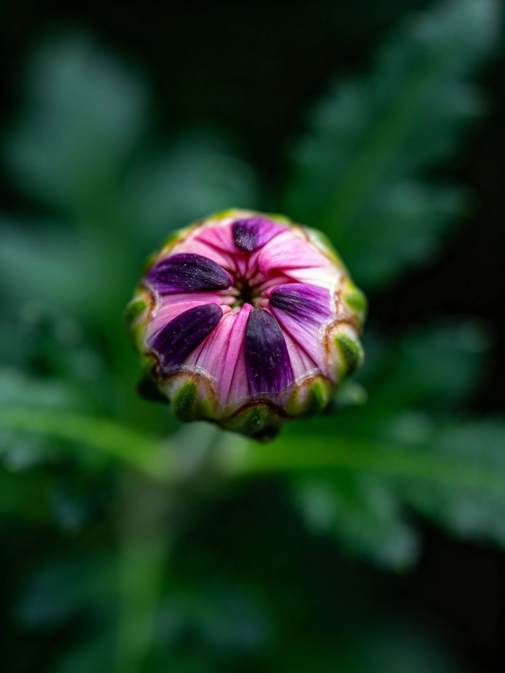 Close - up of a pink and purple flower bud with green outer petals