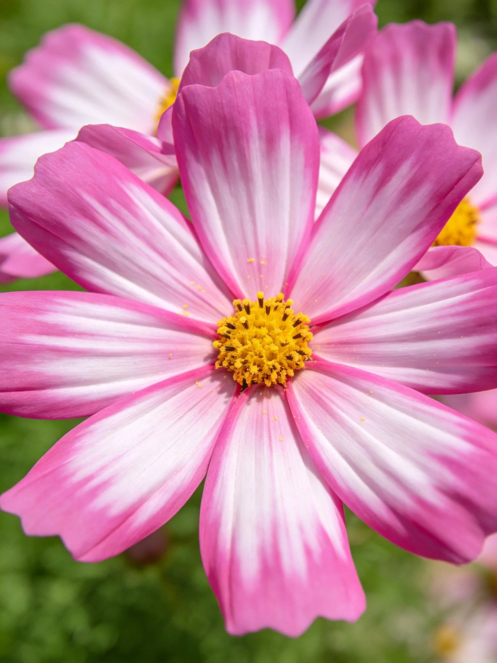 Close-up of a pink and white cosmos flower