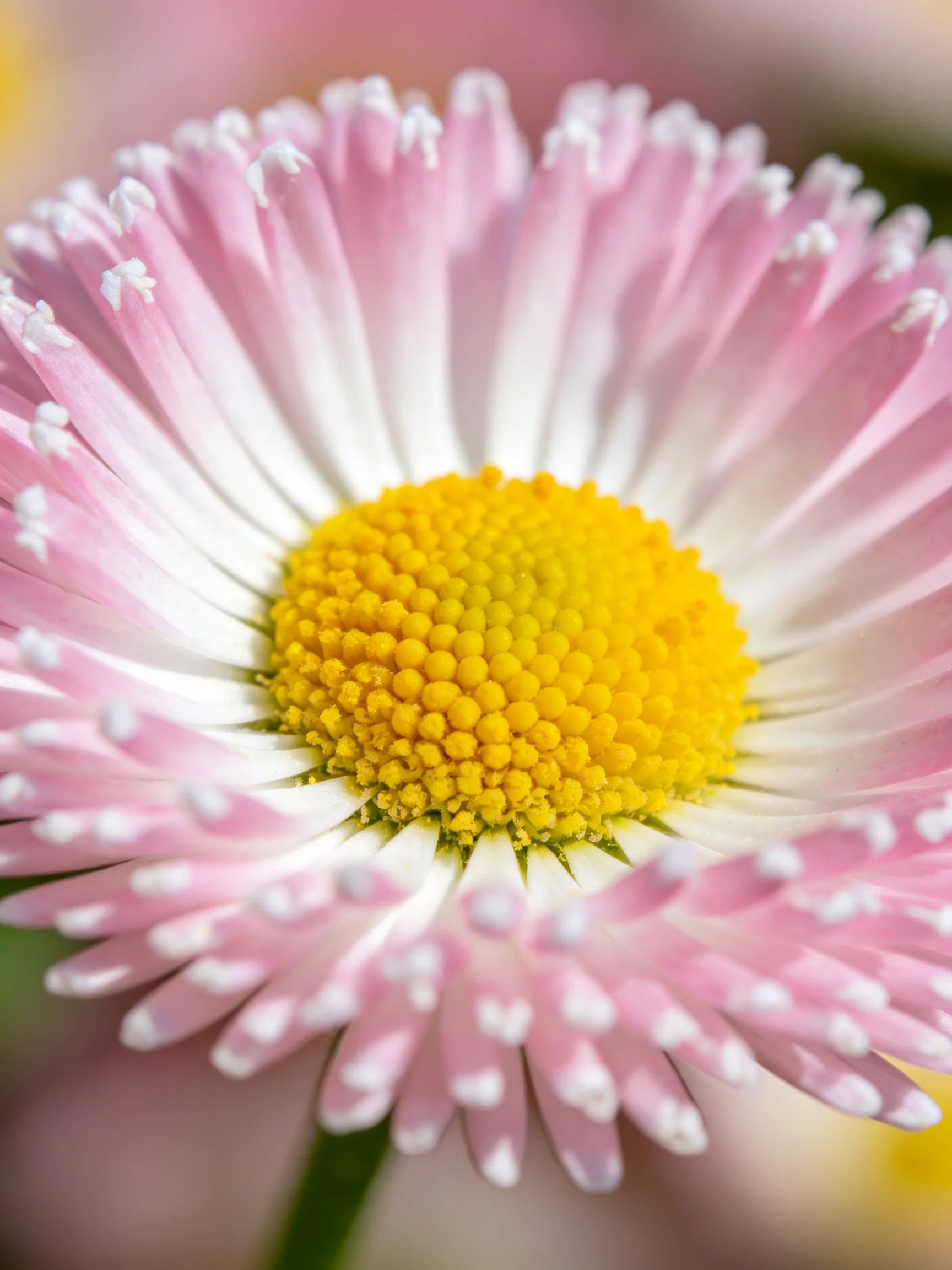 Close-up of a pink and white daisy with bright yellow center