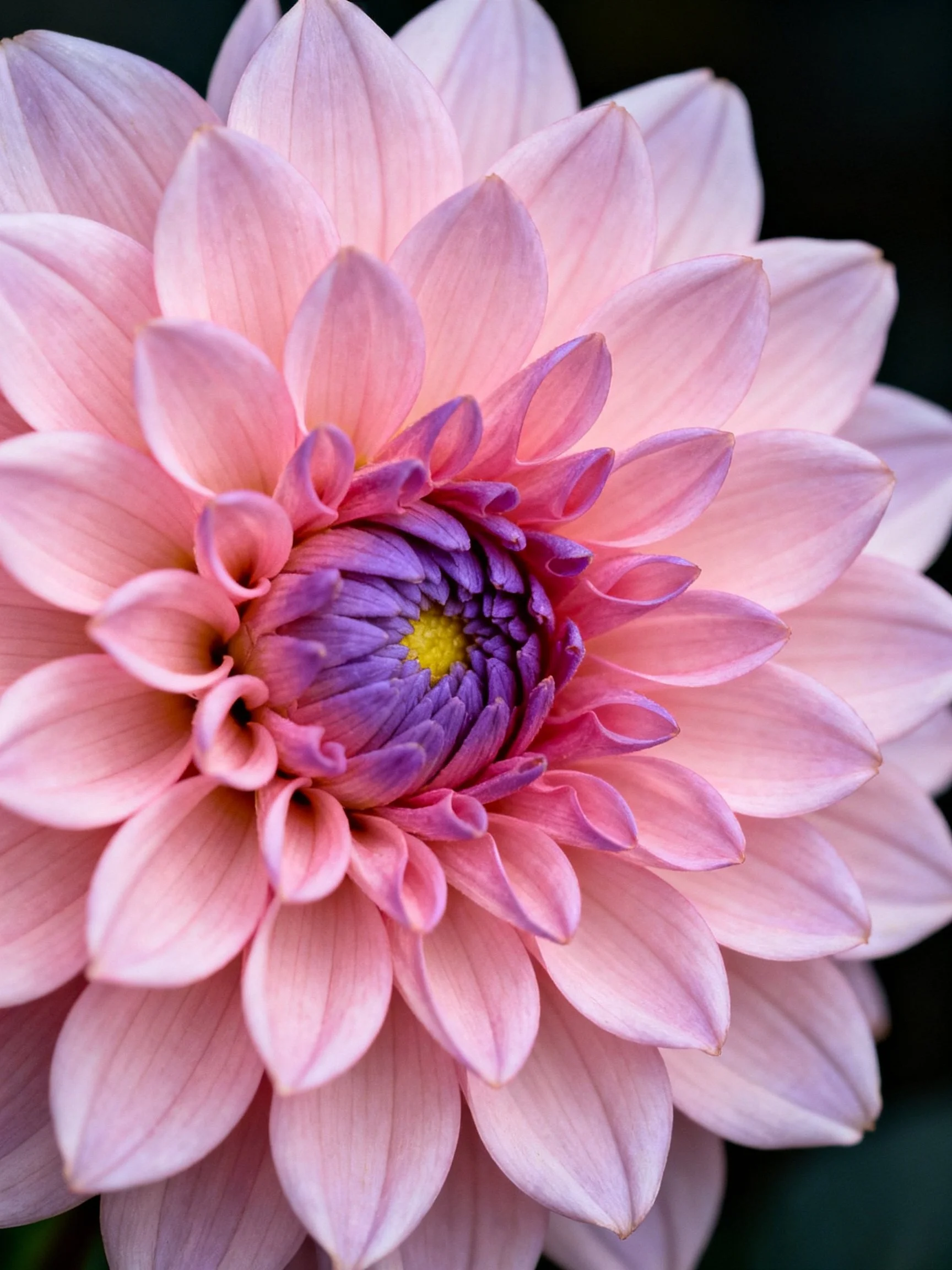 Close - up of a pink dahlia with a purple center
