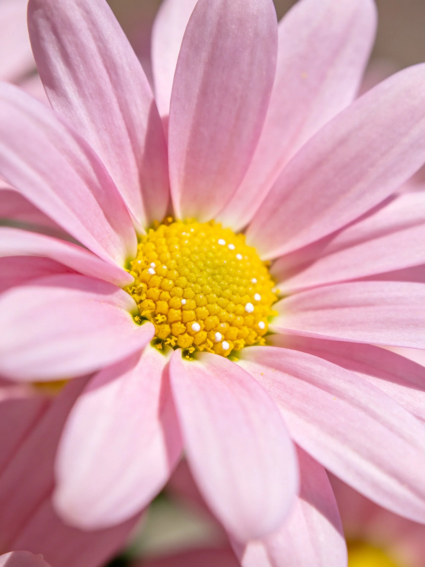 Close - up of a pink daisy with vibrant yellow center