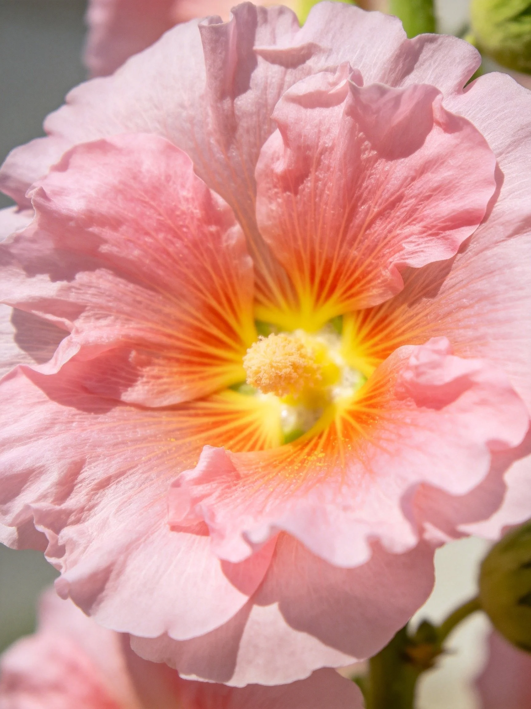 Close - up of a pink hollyhock with ruffled petals and vibrant center