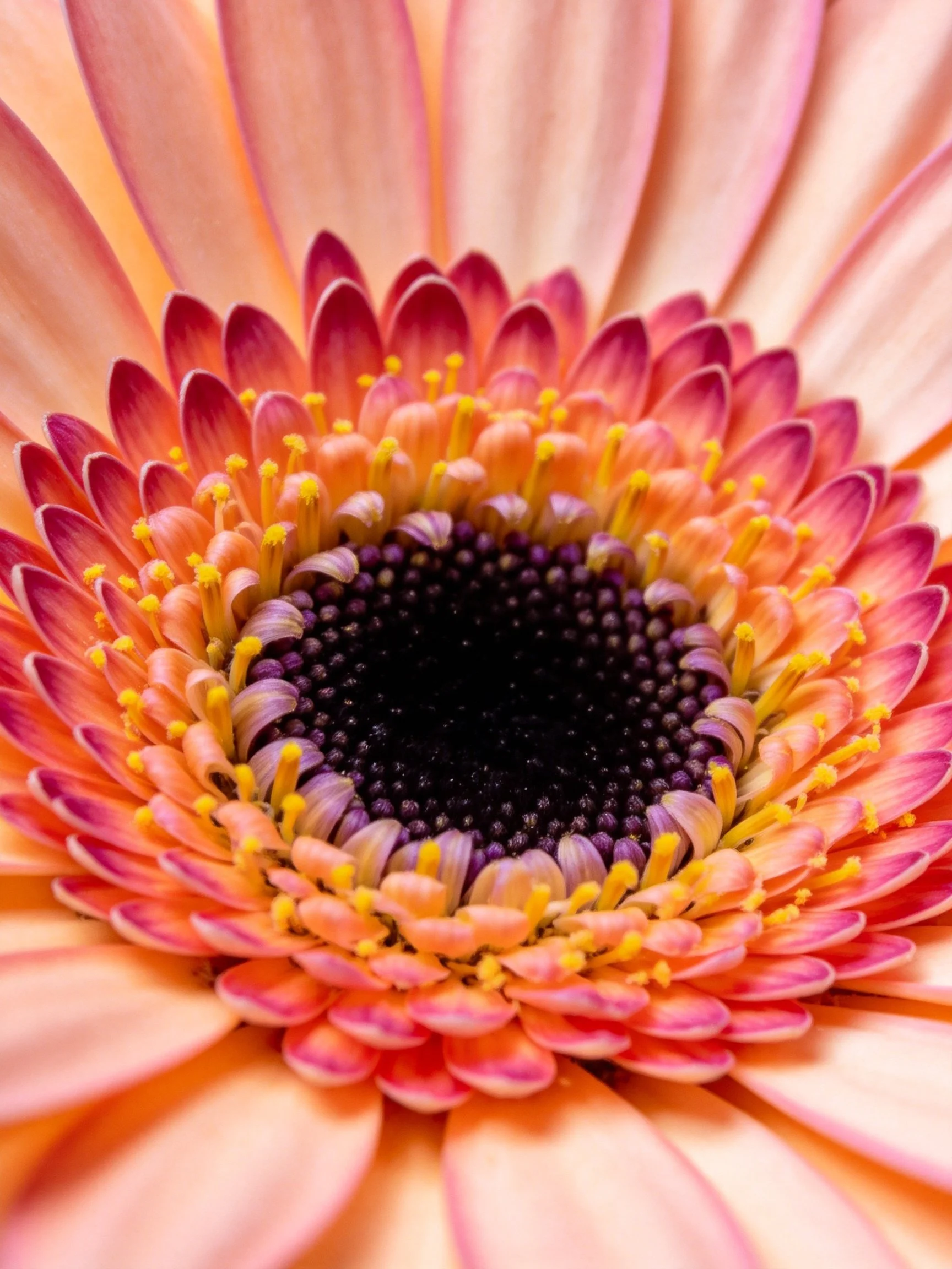 Close - up of a pink - orange gerbera daisy with layered petals