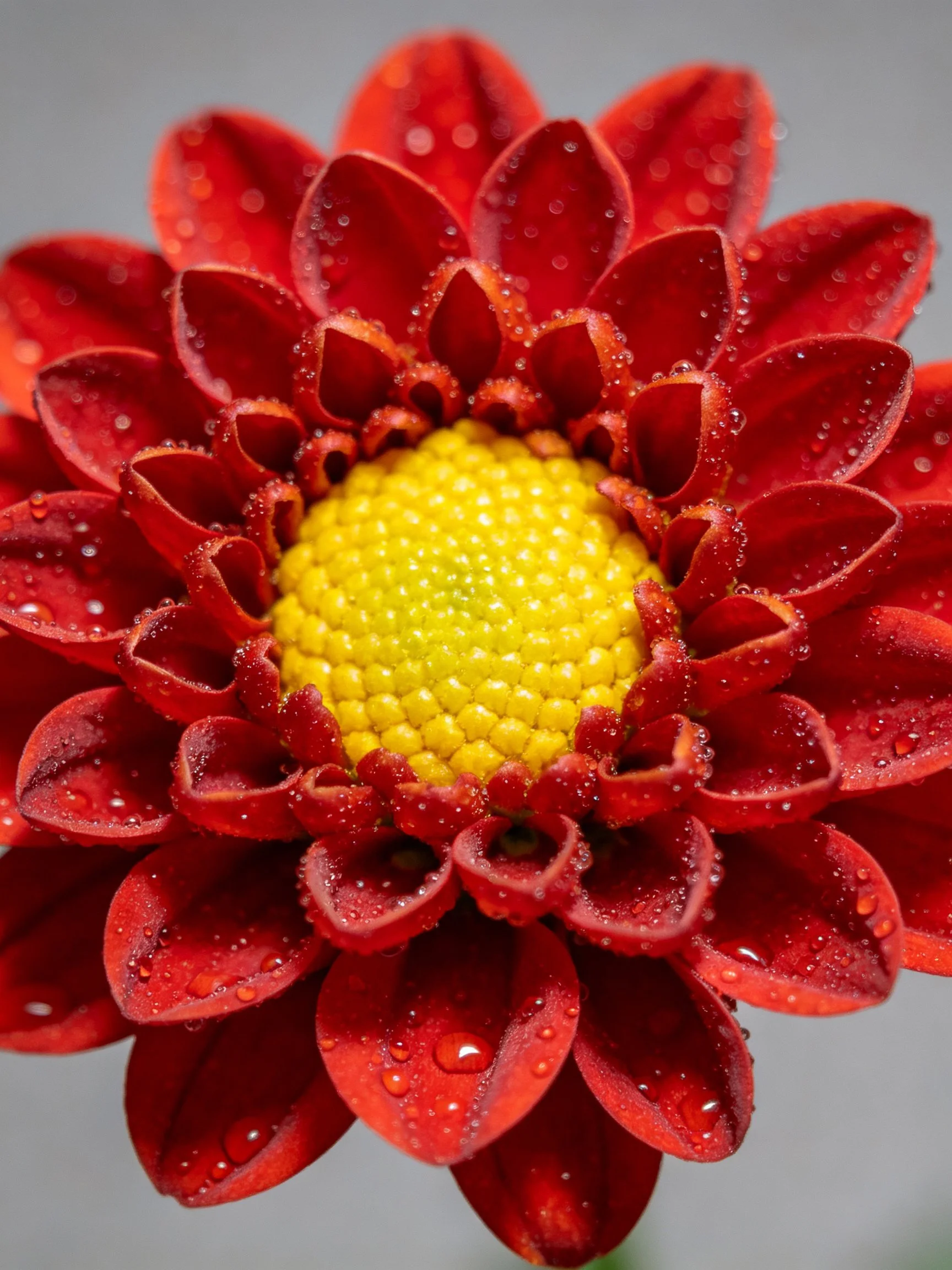 Close-up of a red dahlia with water droplets and a yellow center