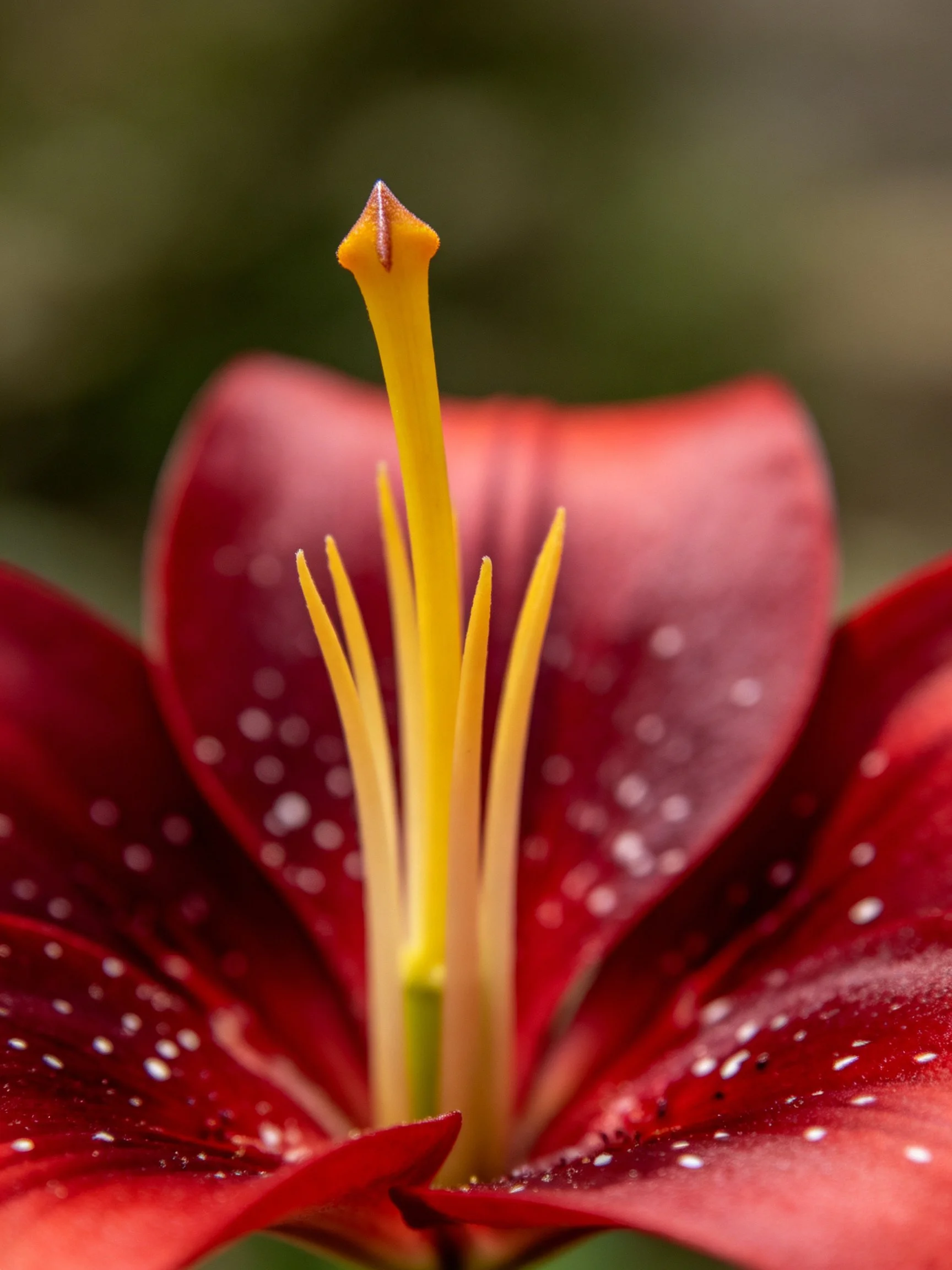 Close - up of a red lily with yellow stamens and white petal spots