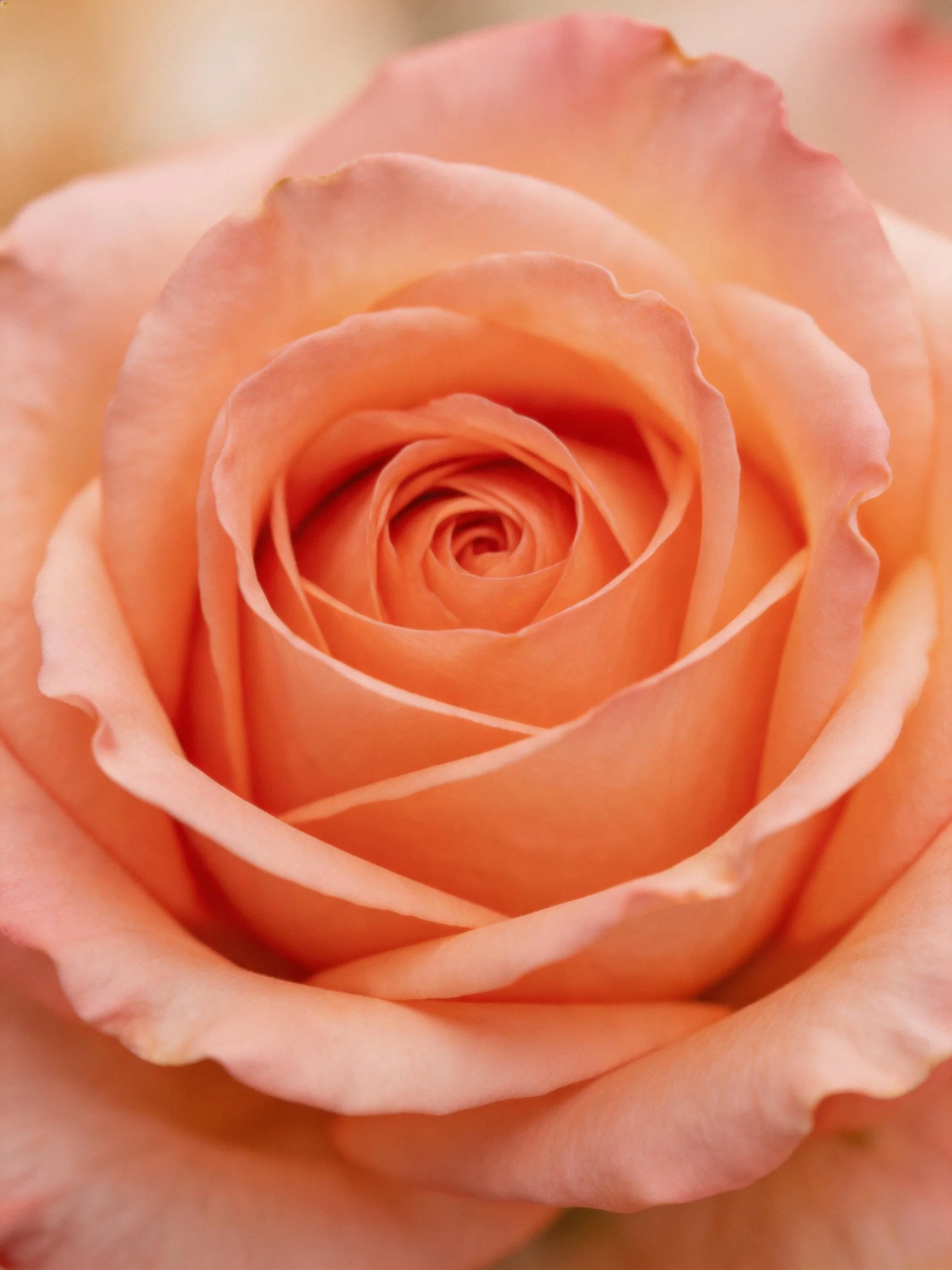 Close - up of a soft peach rose with layered petals